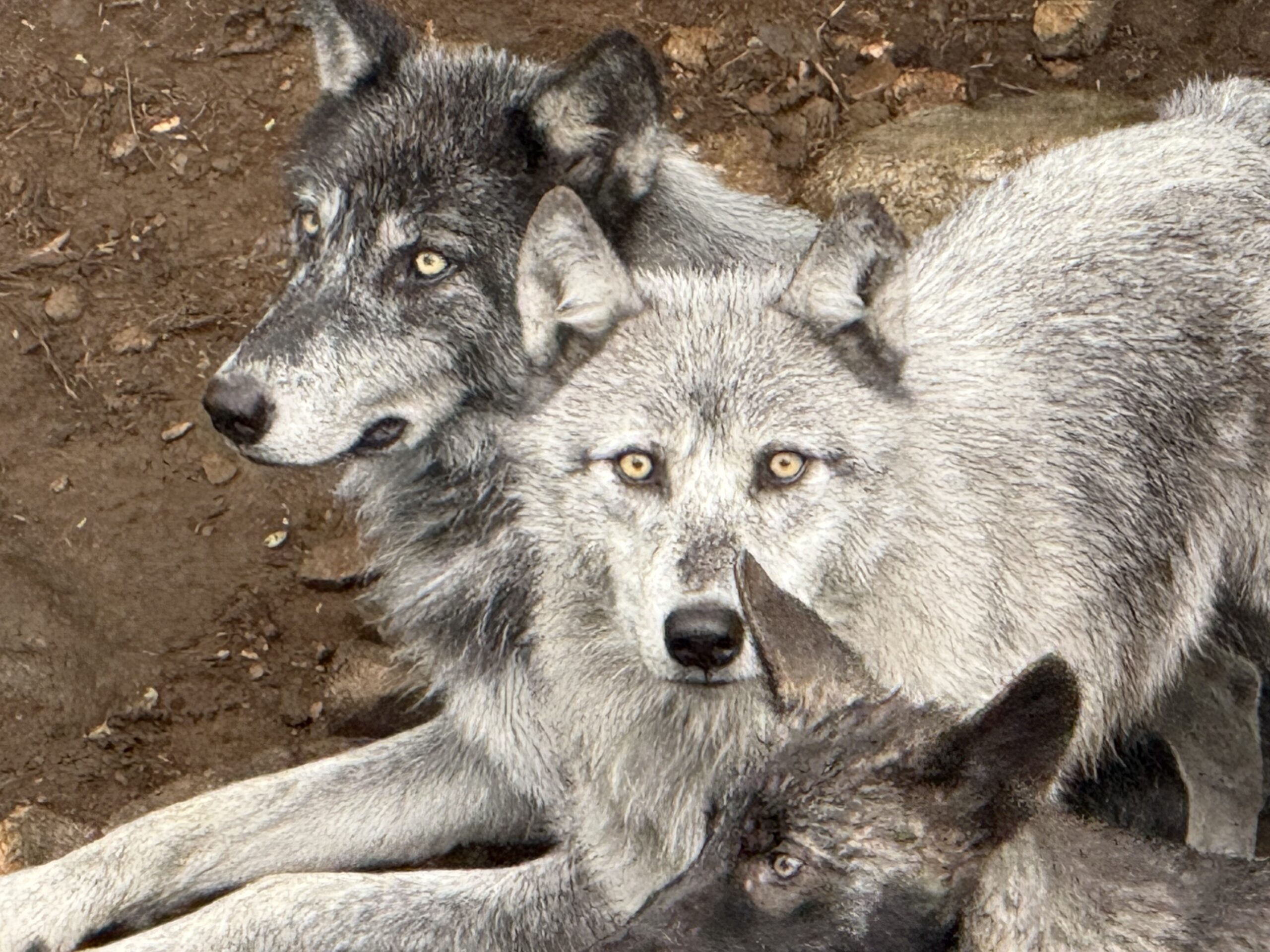 a wolf and her pup are laying on the ground, Notre-Dame-de-Bonsecours, Québec, Canada