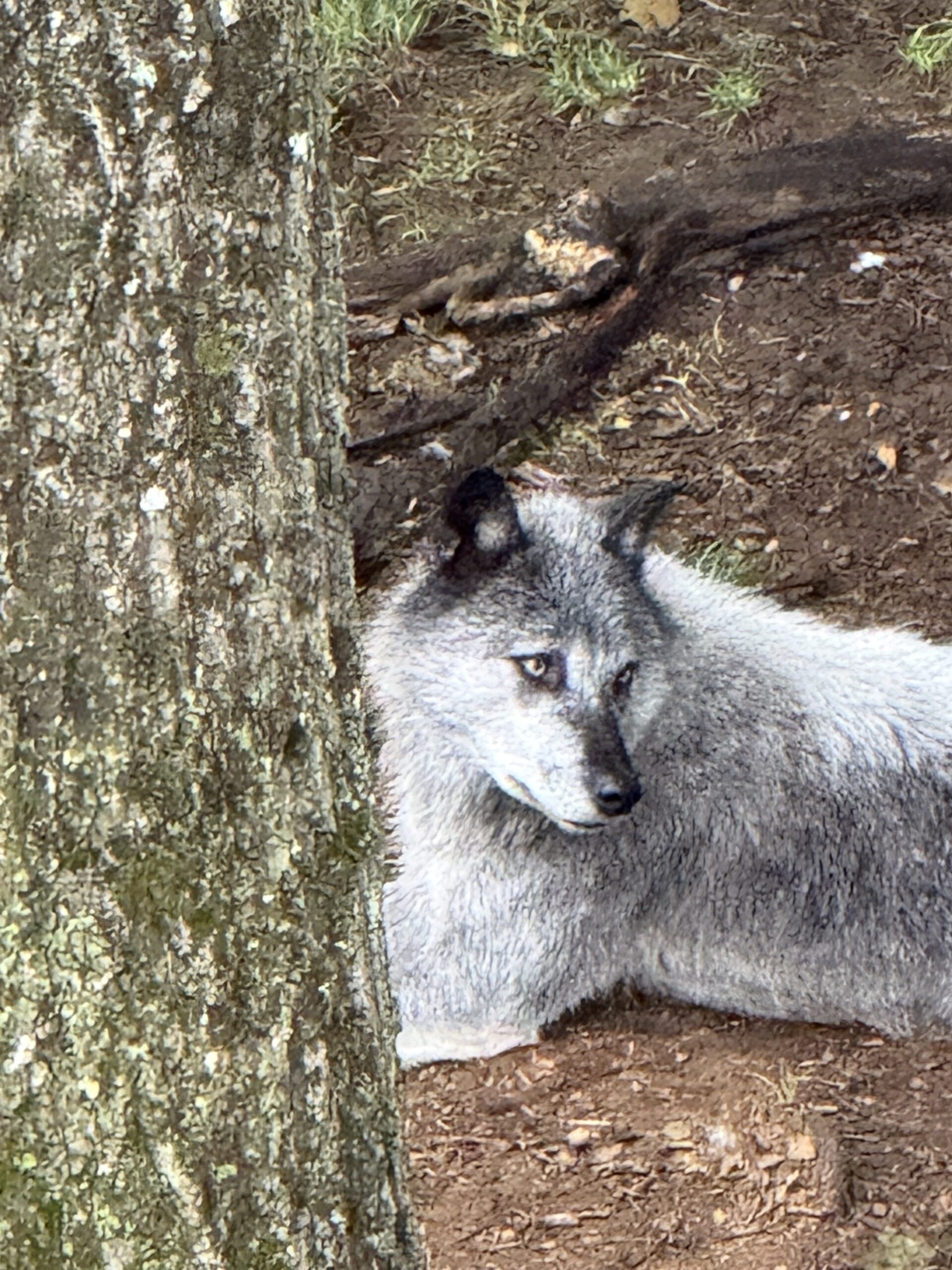 a wolf is sitting in the dirt near a tree, Notre-Dame-de-Bonsecours, Québec, Canada