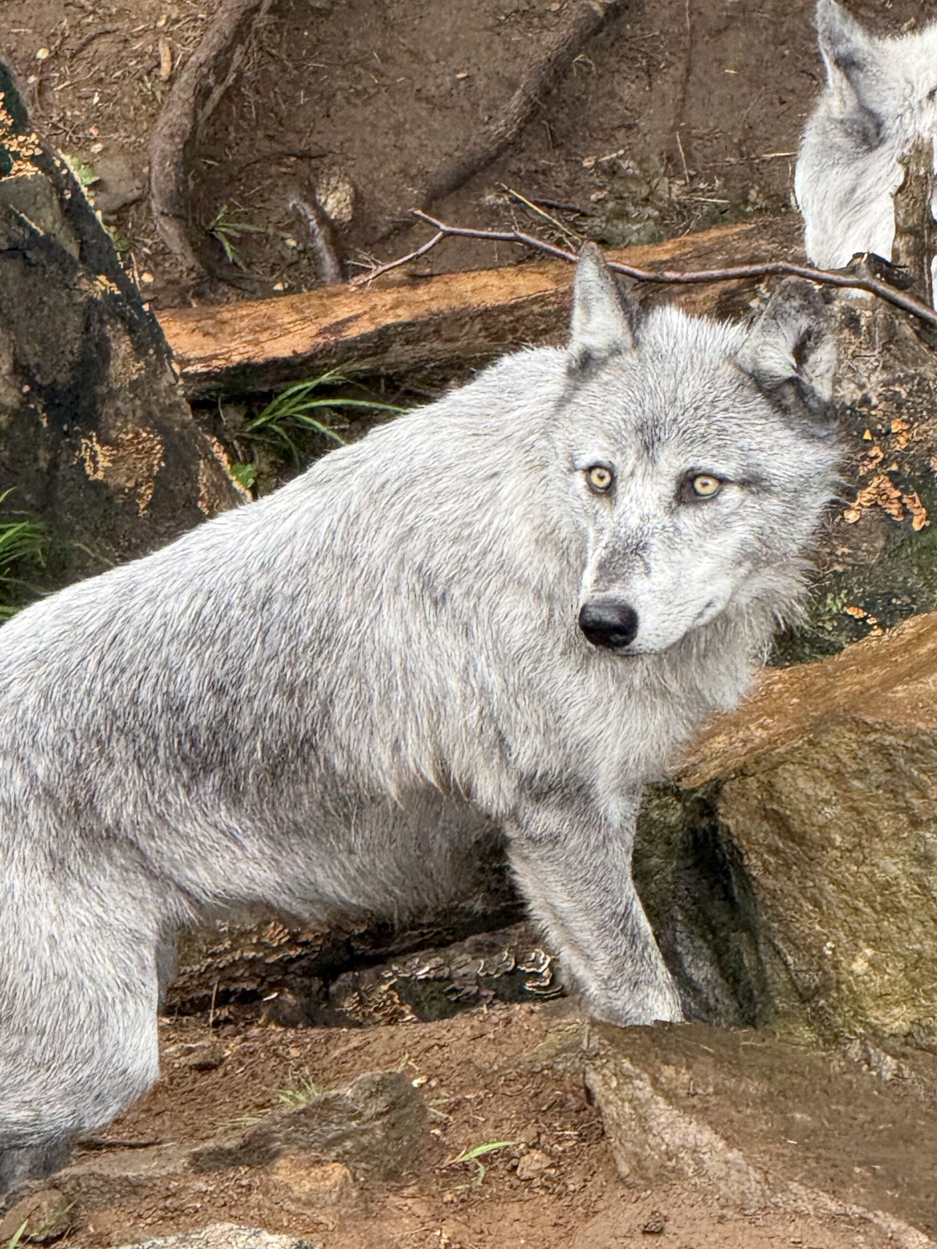 a wolf standing on a rock in the woods, Notre-Dame-de-Bonsecours, Québec, Canada