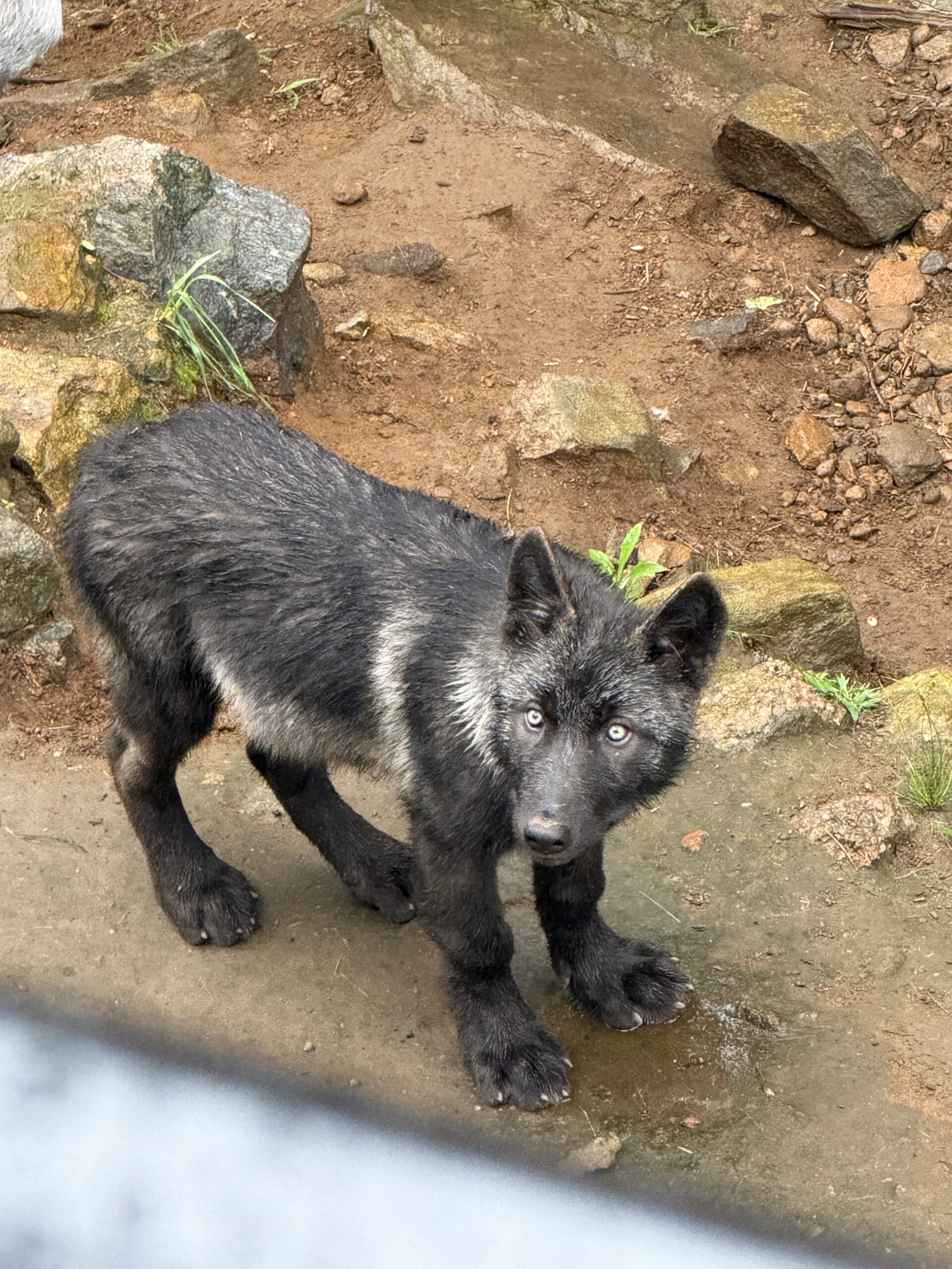 a small black and white animal, Notre-Dame-de-Bonsecours, Québec, Canada