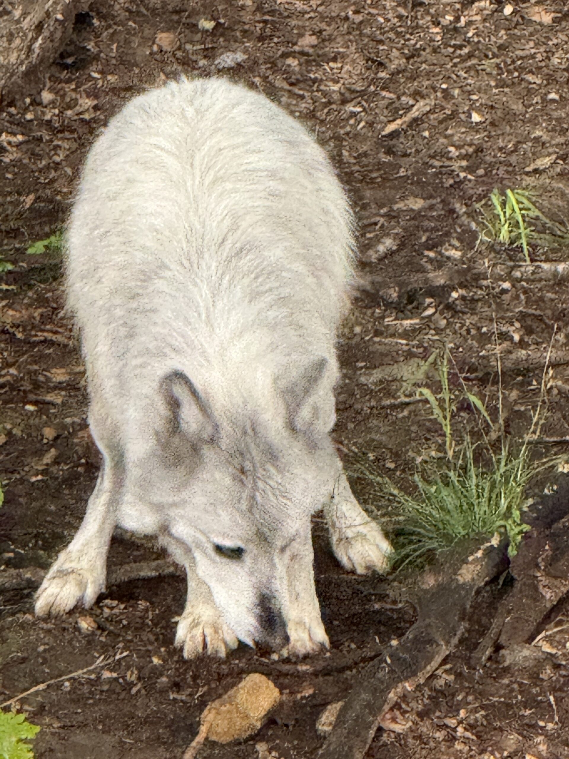 a small white animal eating grass in a dirt field, Notre-Dame-de-Bonsecours, Québec, Canada
