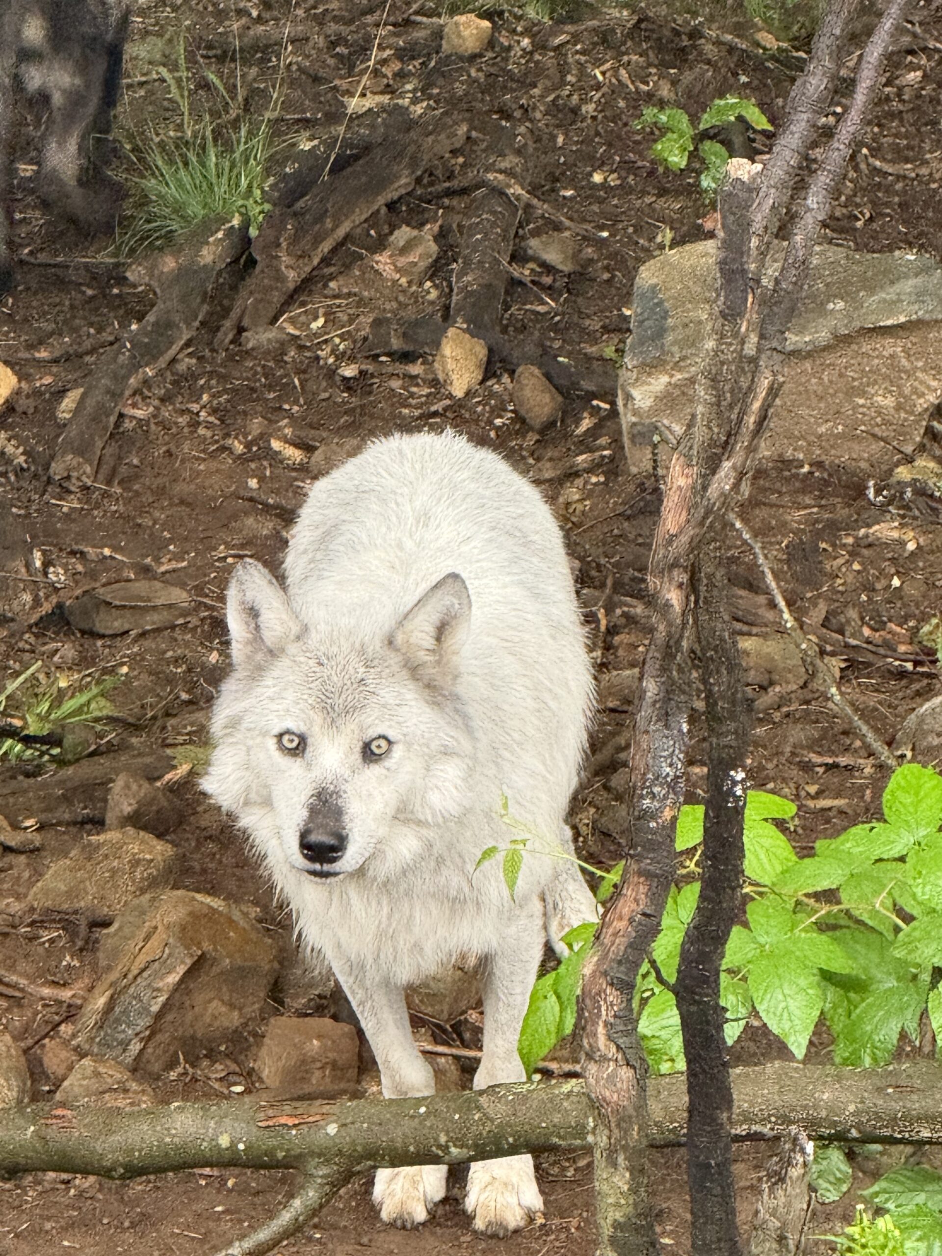a white dog standing on a forest floor, Notre-Dame-de-Bonsecours, Québec, Canada