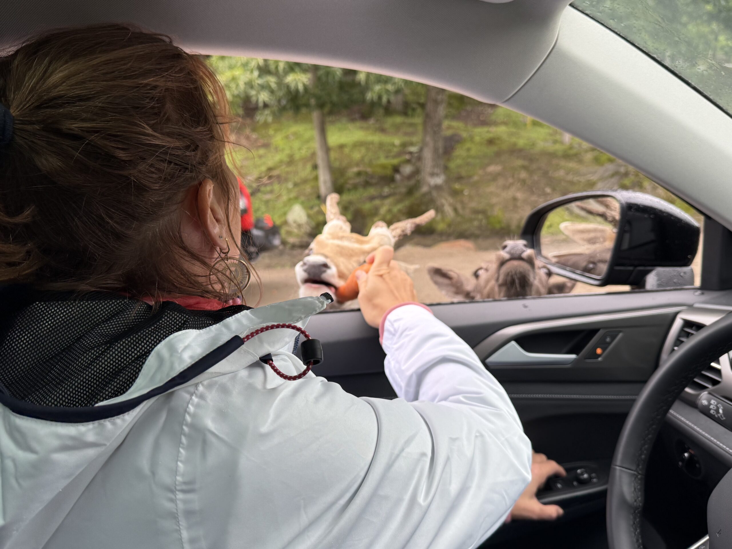 a woman driving a car with a dog in the back seat, Notre-Dame-de-Bonsecours, Québec, Canada