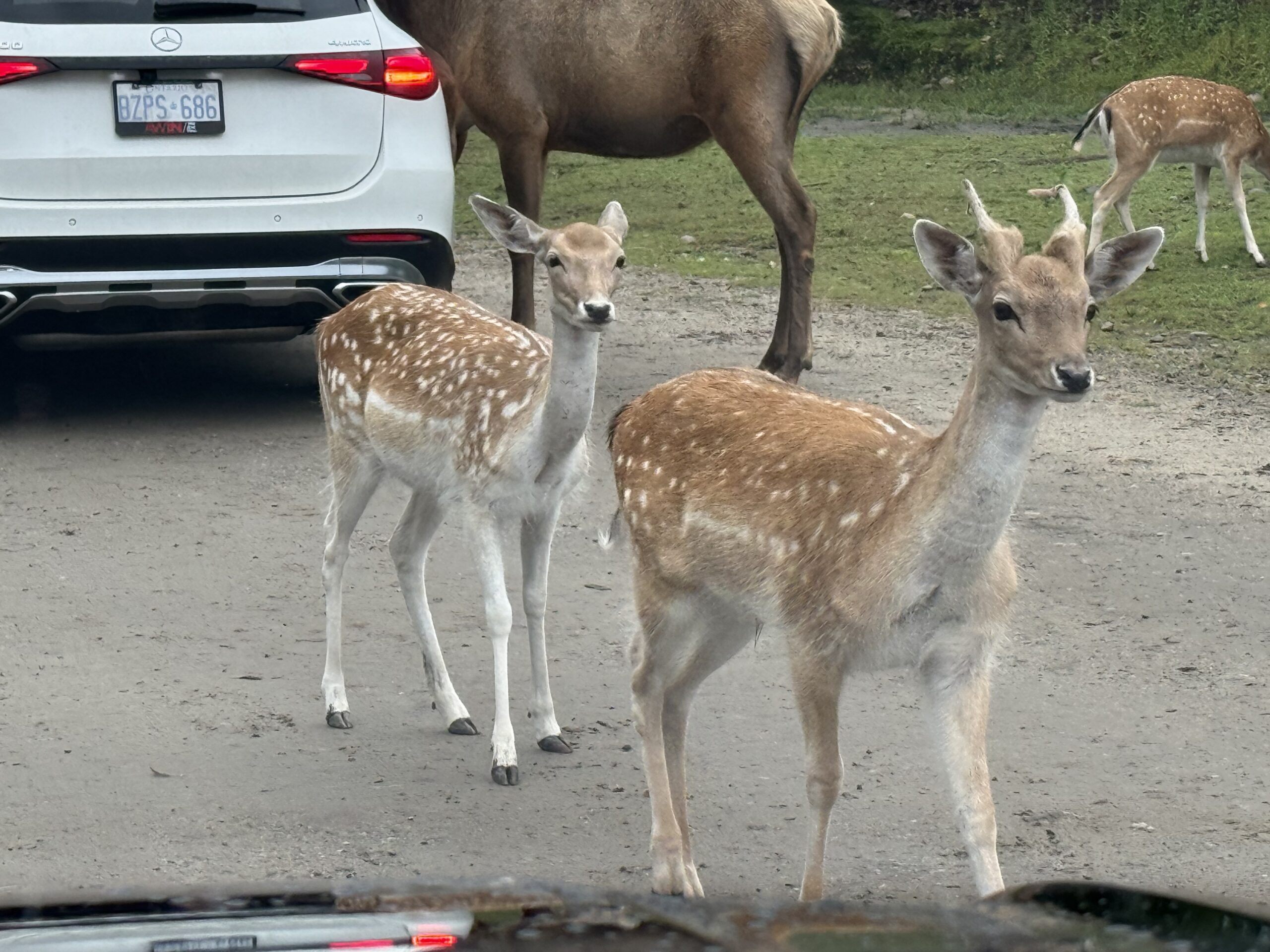 a herd of deer and deers walking on a dirt road, Notre-Dame-de-Bonsecours, Québec, Canada