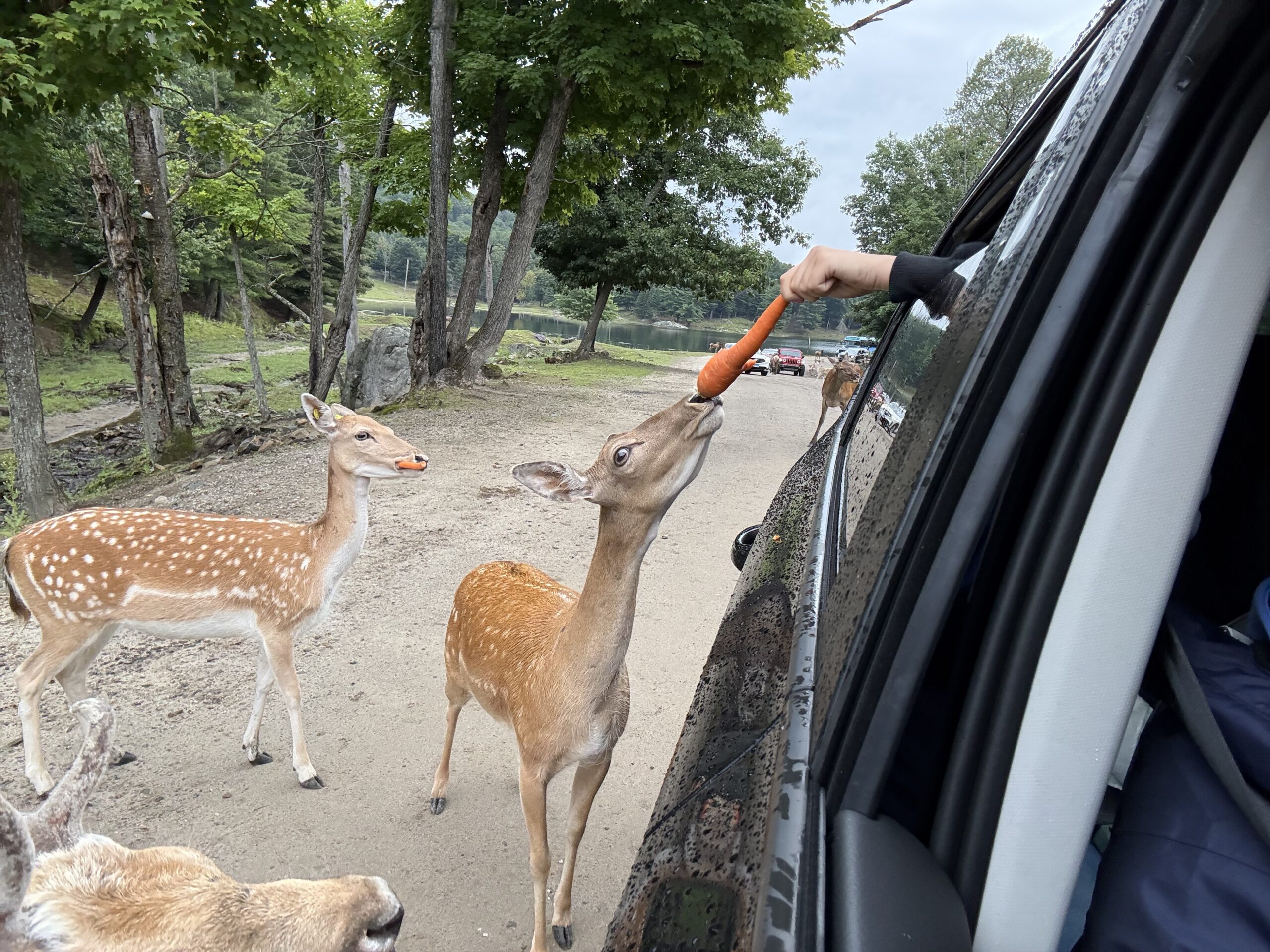 a man feeding a deer, Notre-Dame-de-Bonsecours, Québec, Canada