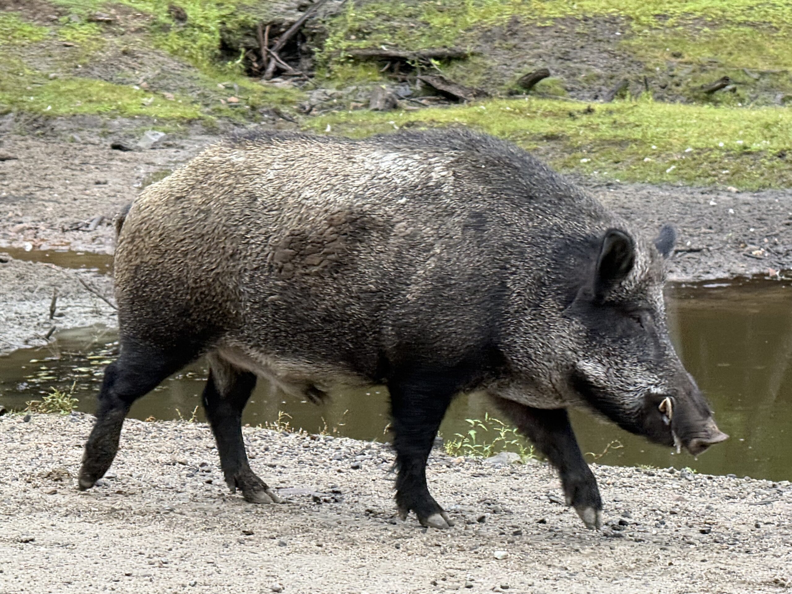 a wild boar walking across a muddy river, Notre-Dame-de-Bonsecours, Québec, Canada