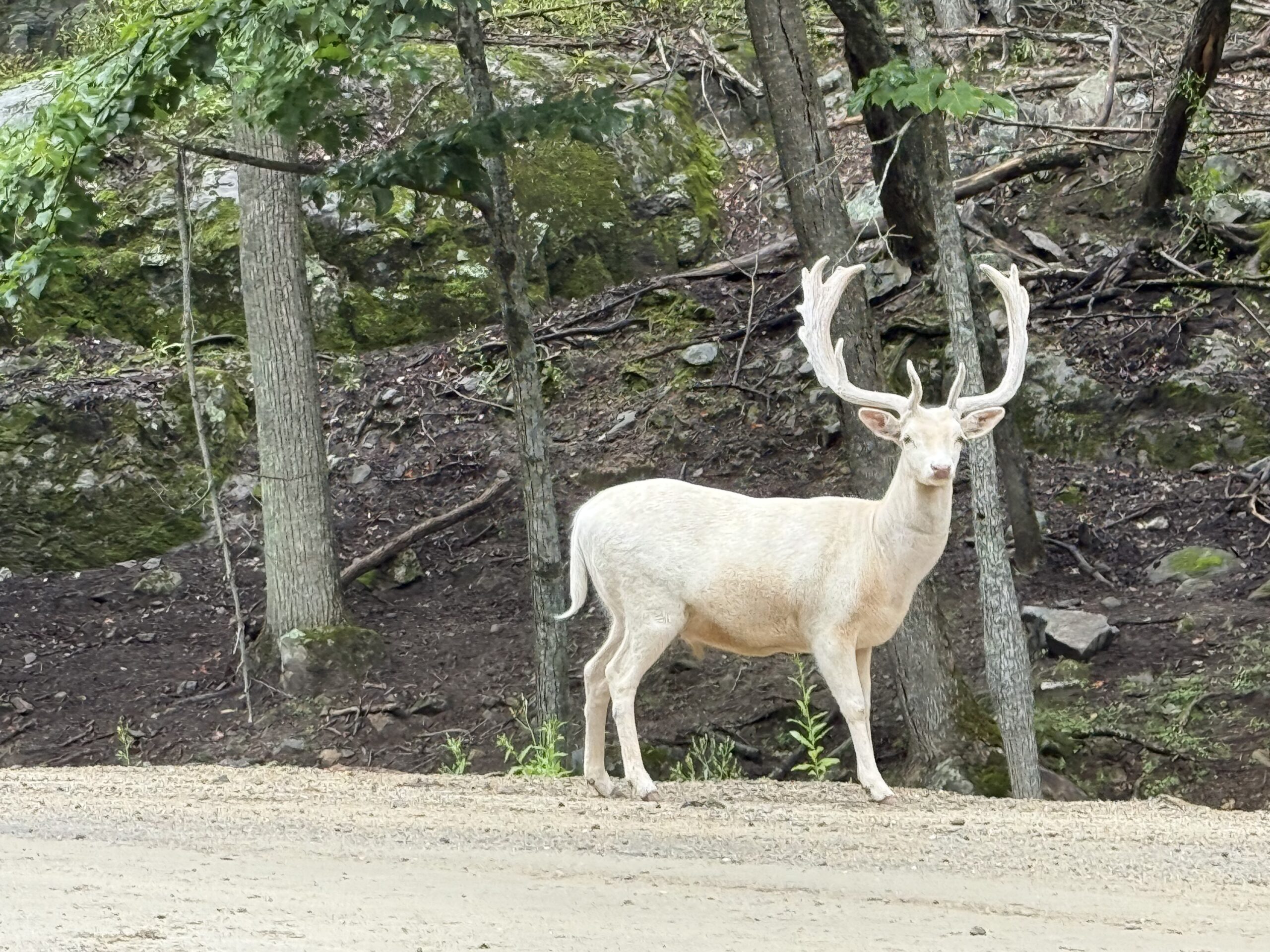 a white deer standing on a dirt road, Notre-Dame-de-Bonsecours, Québec, Canada