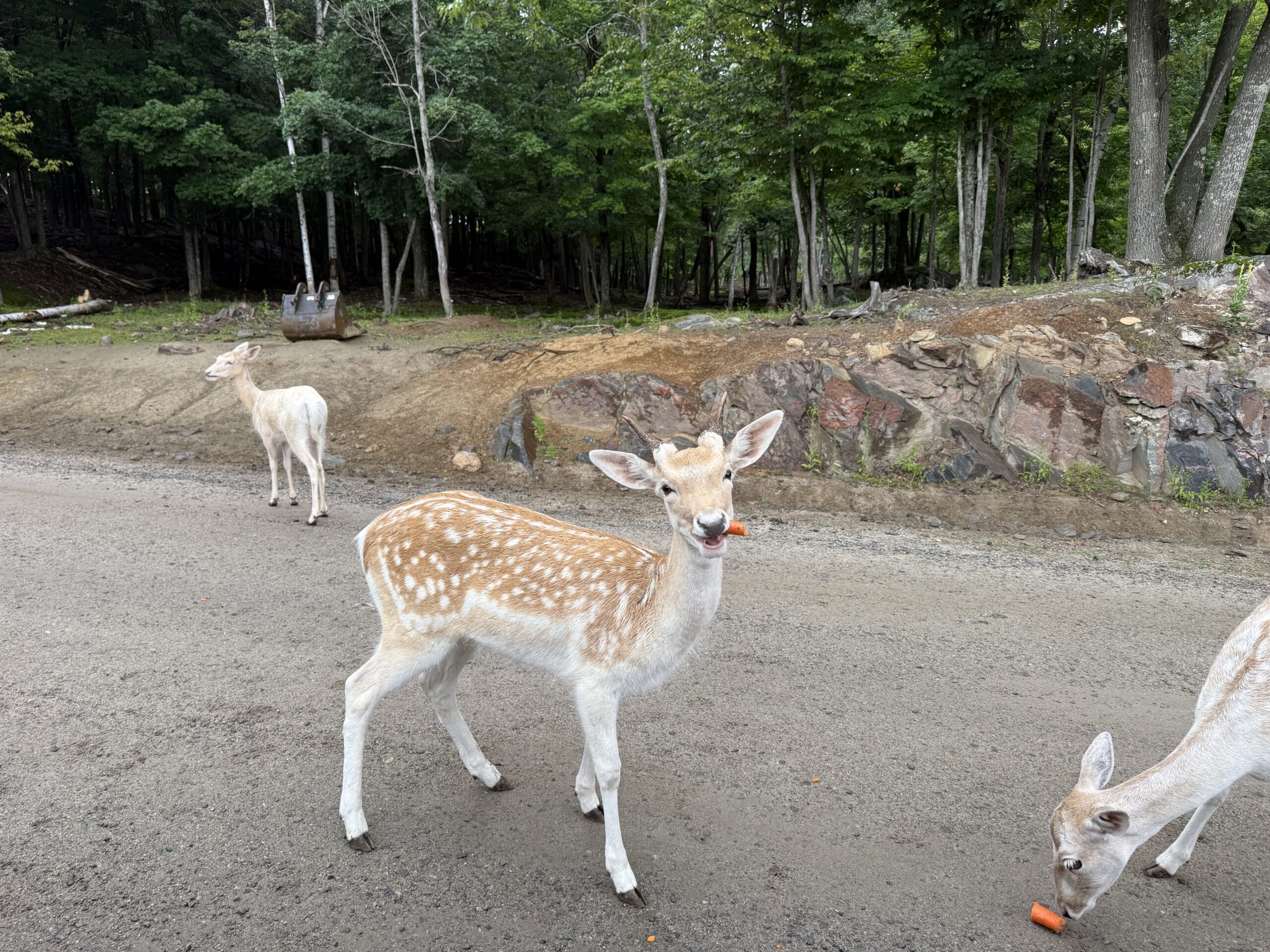 a group of deers are walking around a dirt road, Notre-Dame-de-Bonsecours, Québec, Canada