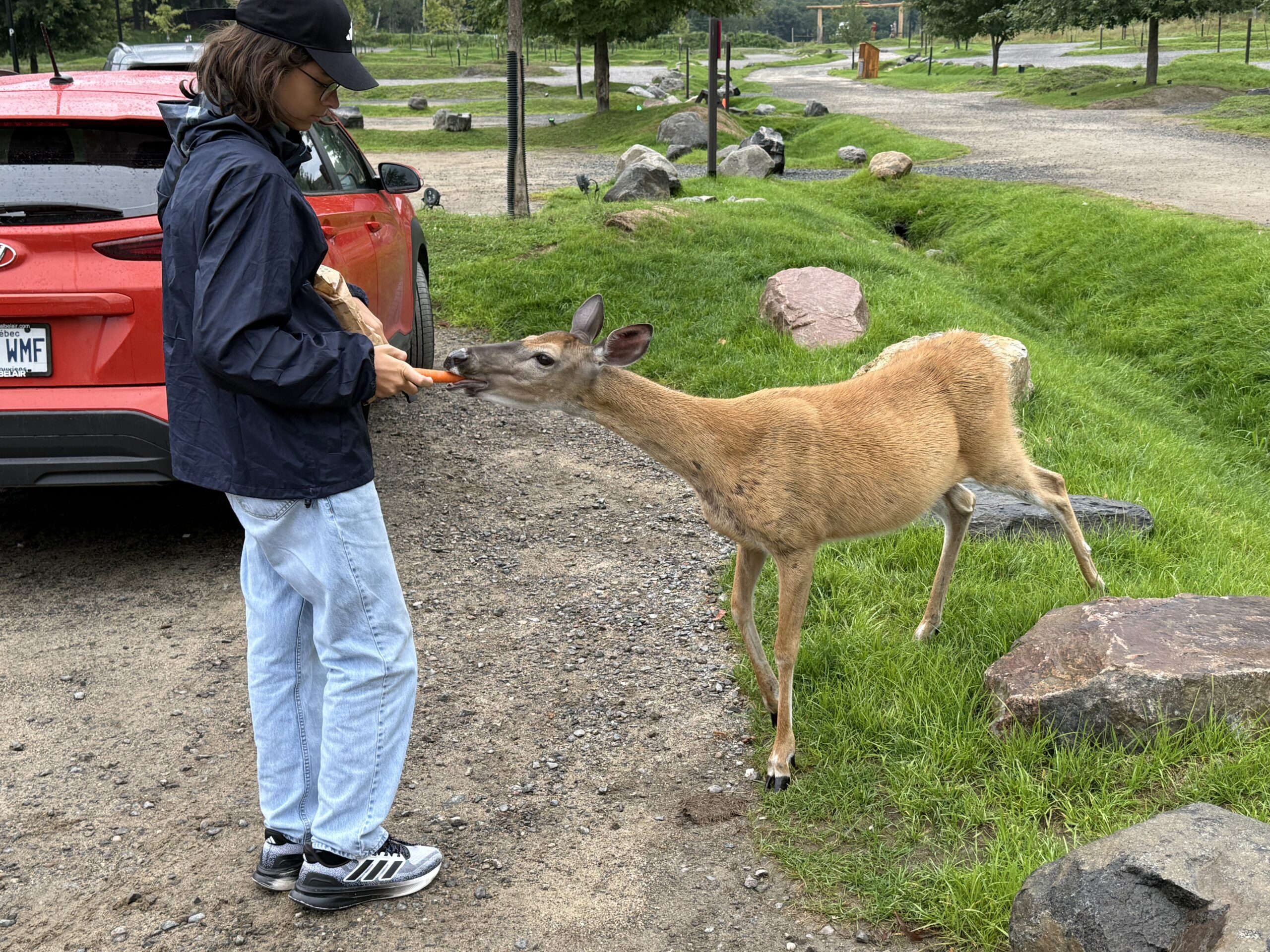 a young boy feeding a deer on a dirt road, Papineauville, Québec, Canada