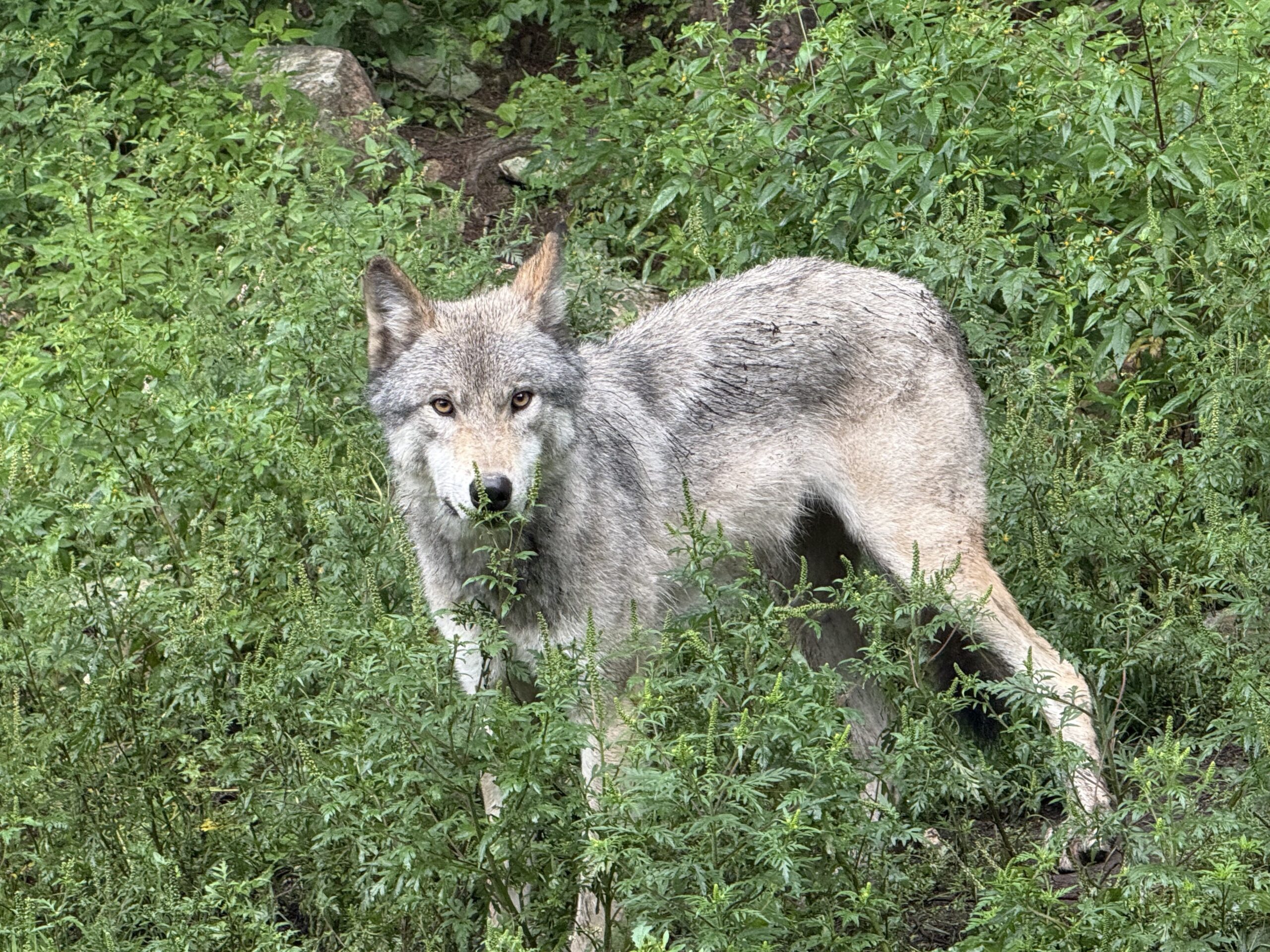 a wolf in the woods, Papineauville, Québec, Canada