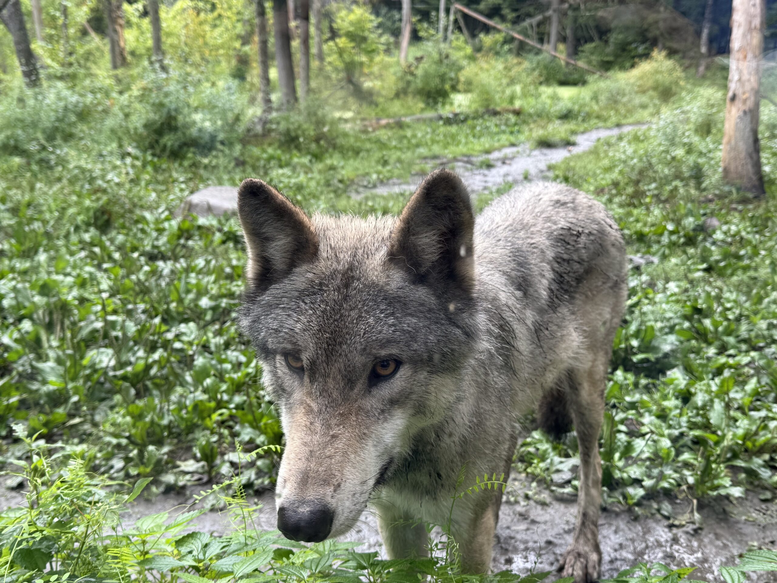 a wolf standing in the woods, Papineauville, Québec, Canada