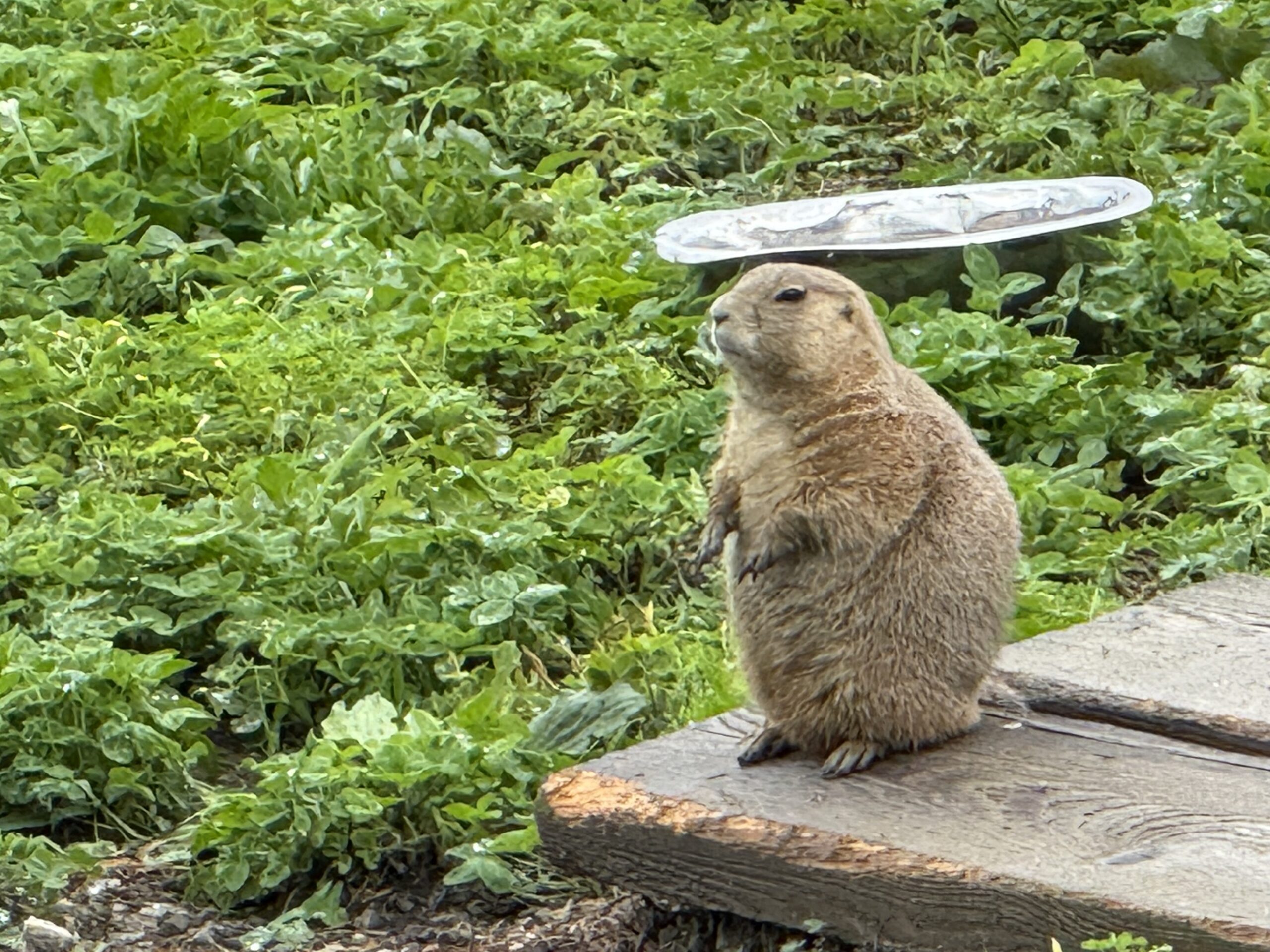 a groundhog standing on a wooden bench, Papineauville, Québec, Canada