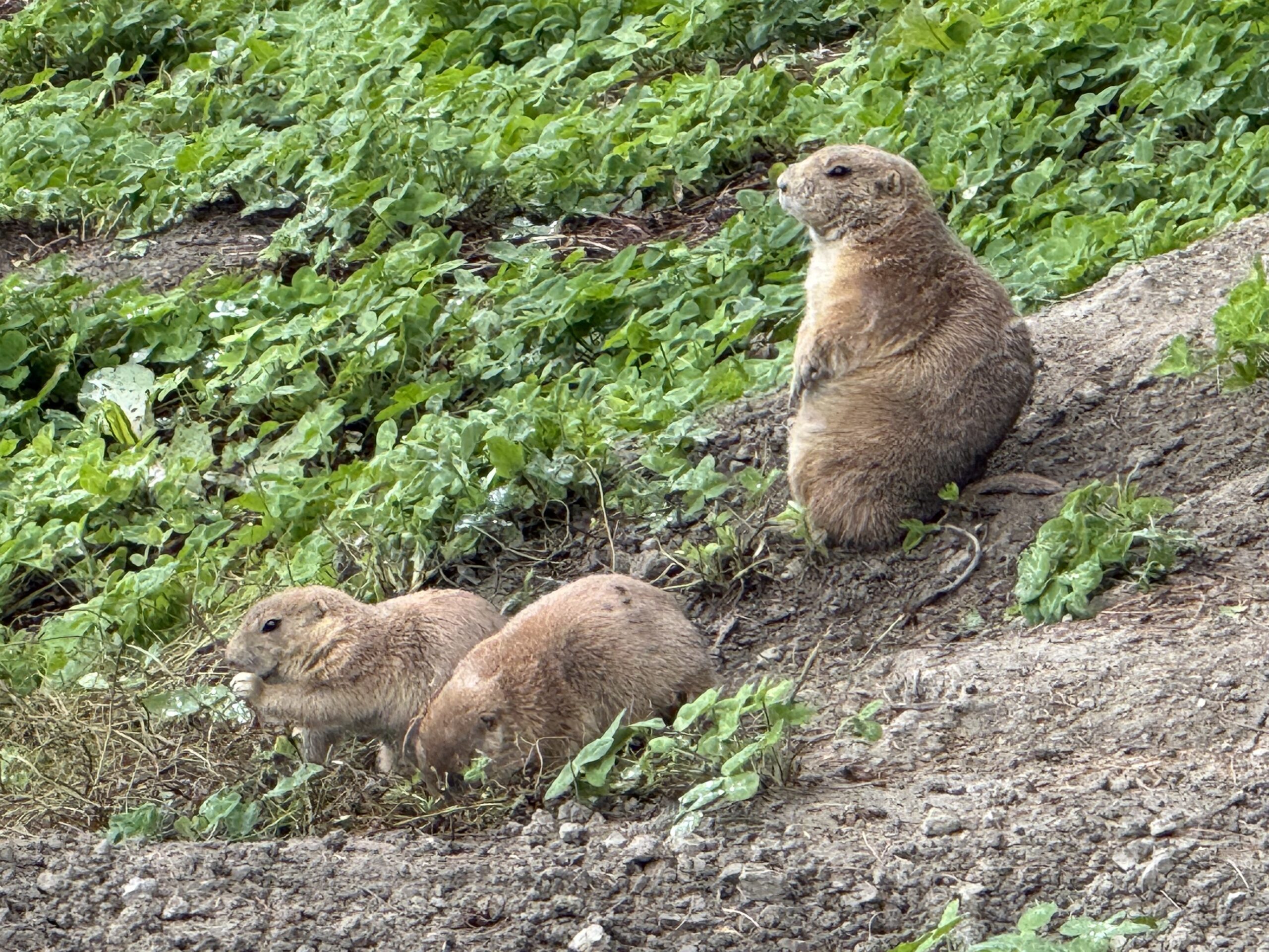 two small animals sitting on the ground, Papineauville, Québec, Canada