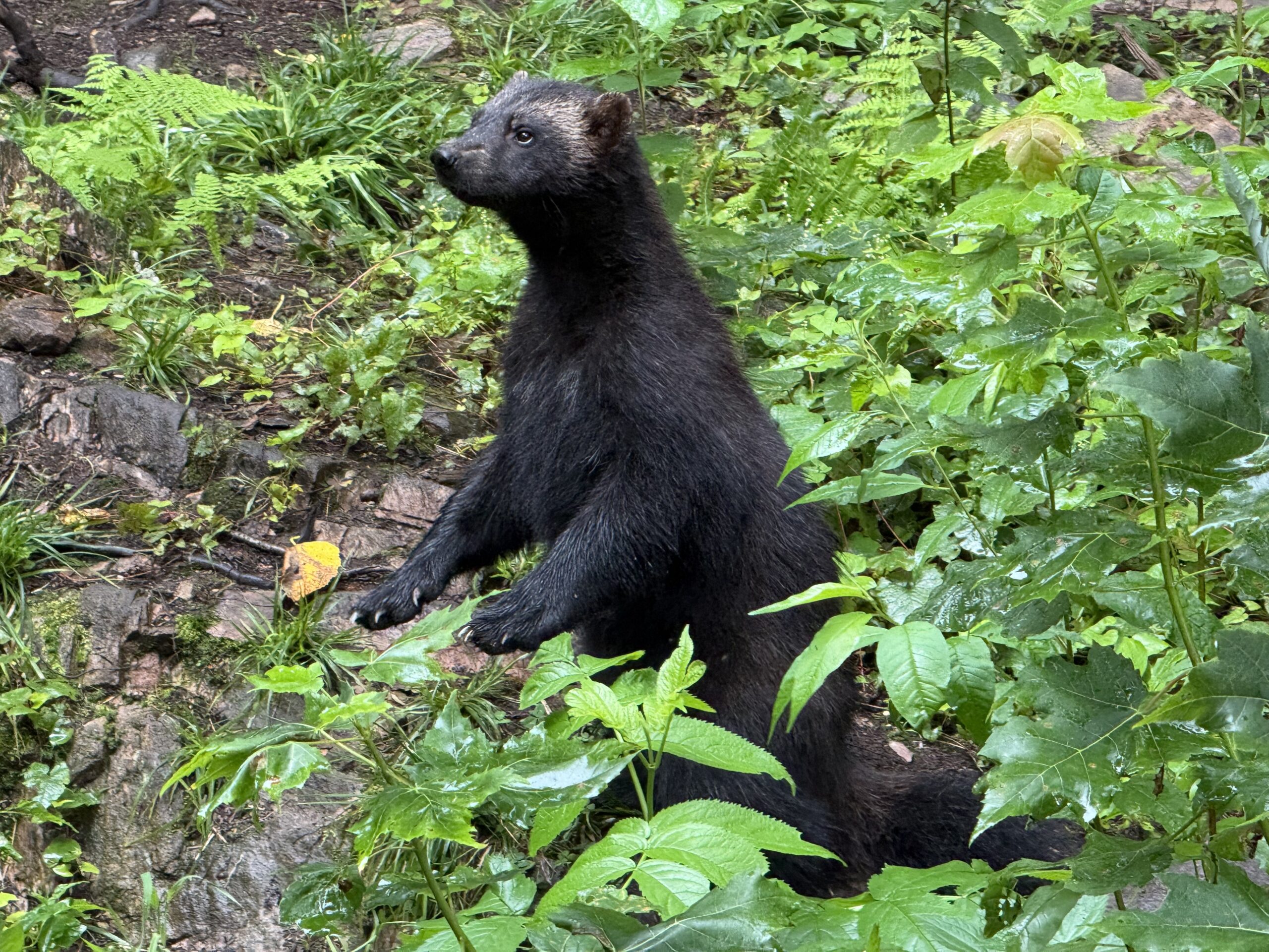 a black bear sitting in the grass, Papineauville, Québec, Canada