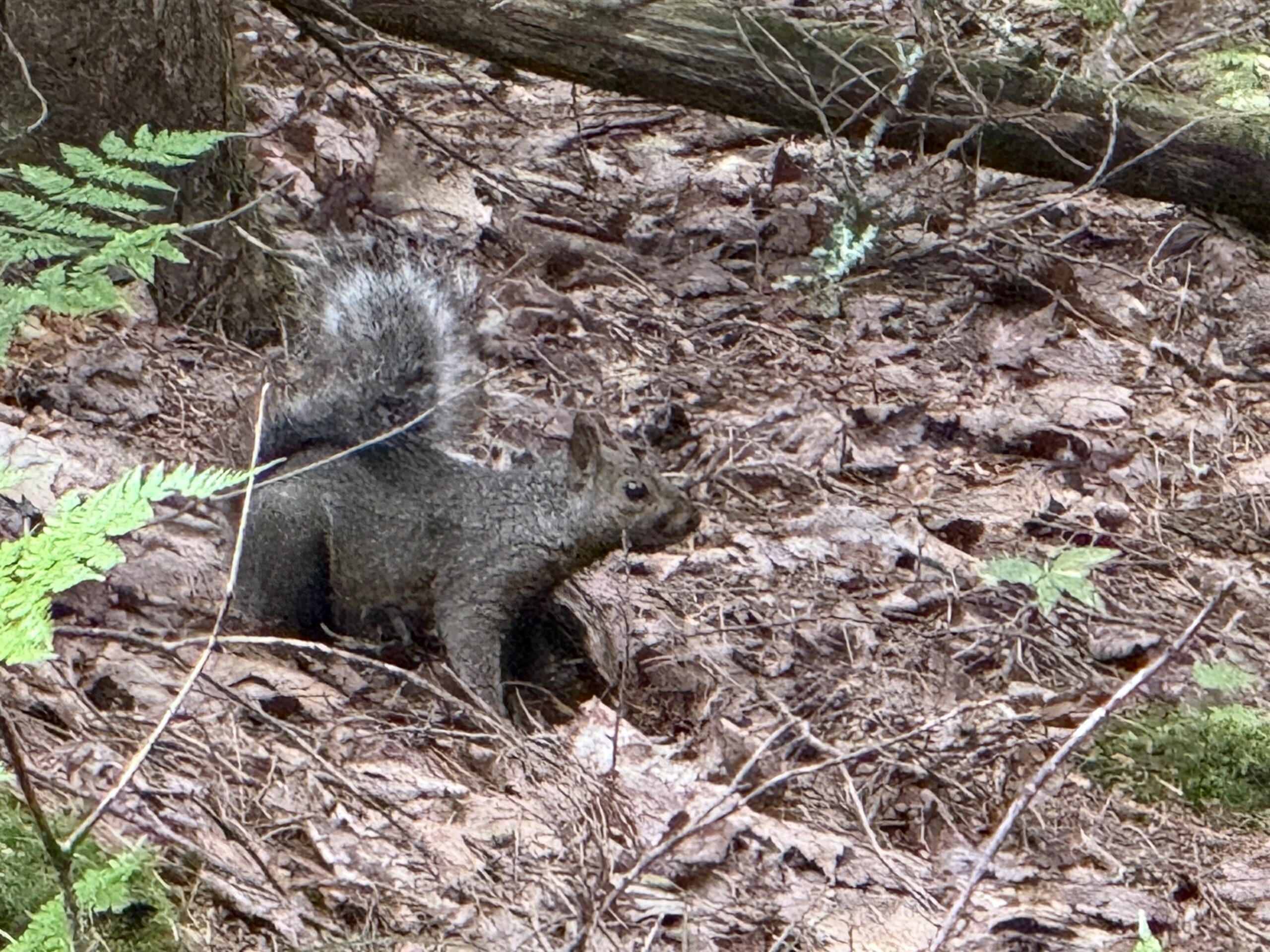 a squirrel is standing in the woods, Papineauville, Québec, Canada