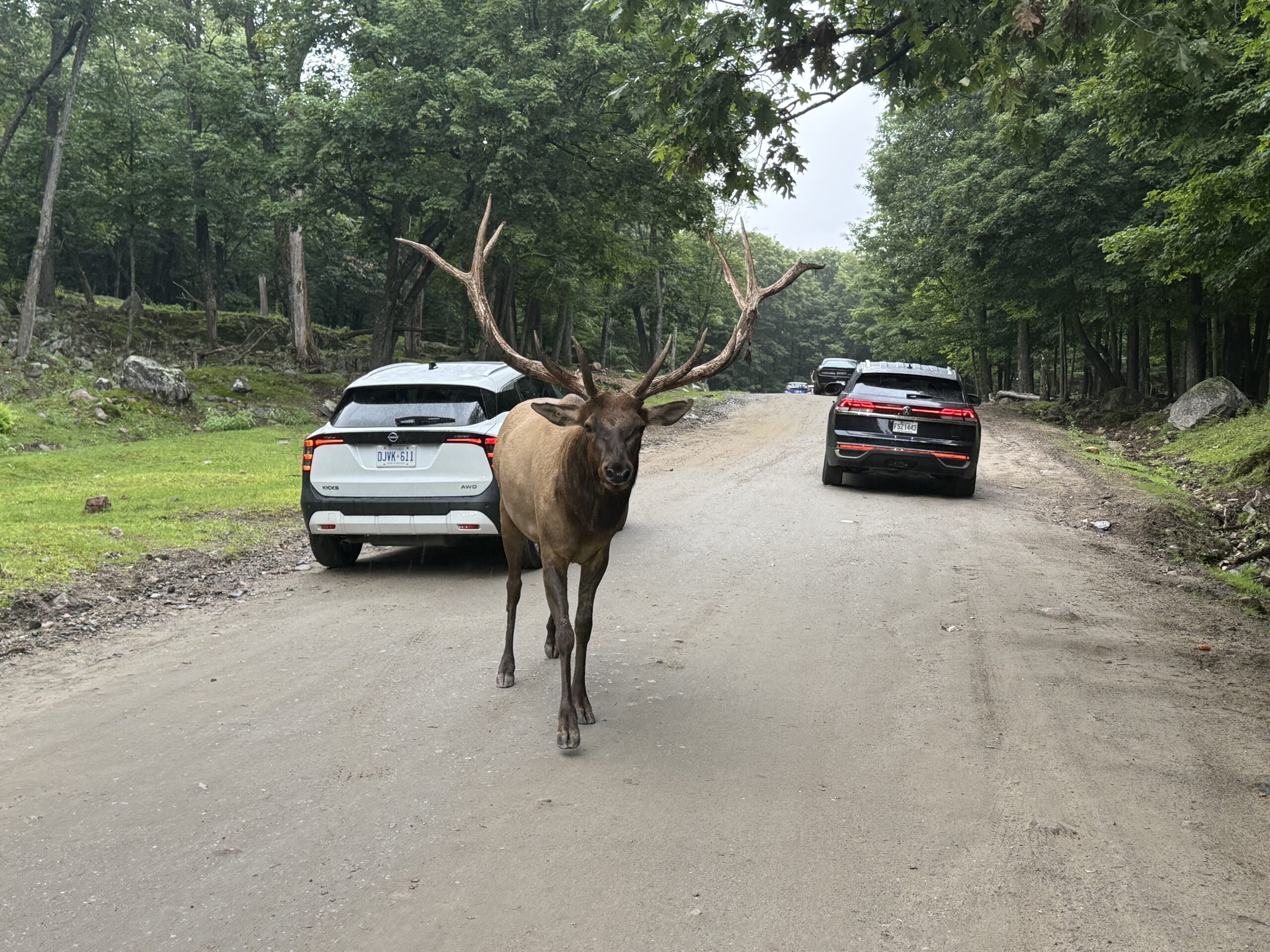 a deer walking down a road next to a car, Notre-Dame-de-Bonsecours, Québec, Canada