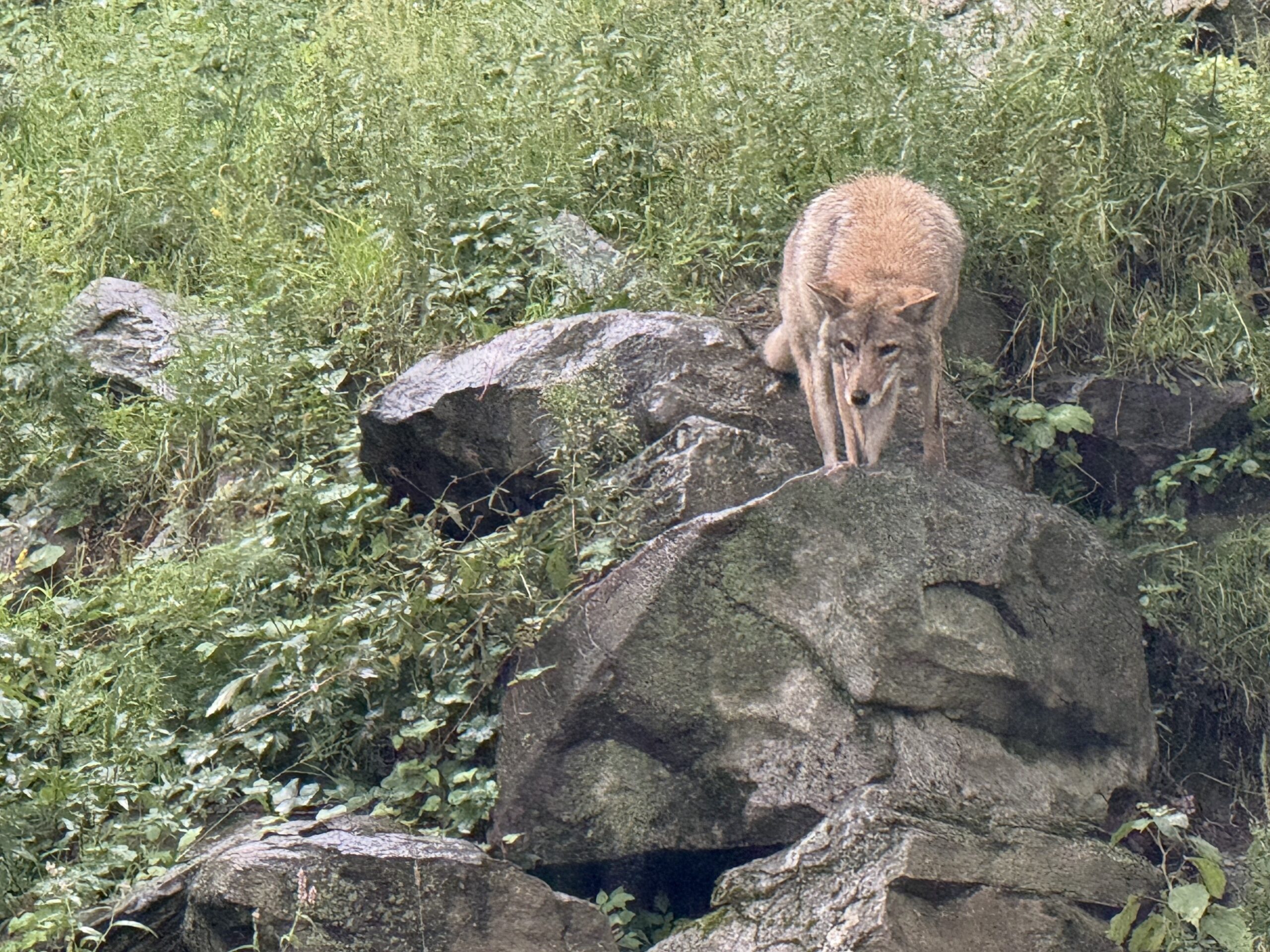 a small animal standing on a rock in a field, Notre-Dame-de-Bonsecours, Québec, Canada