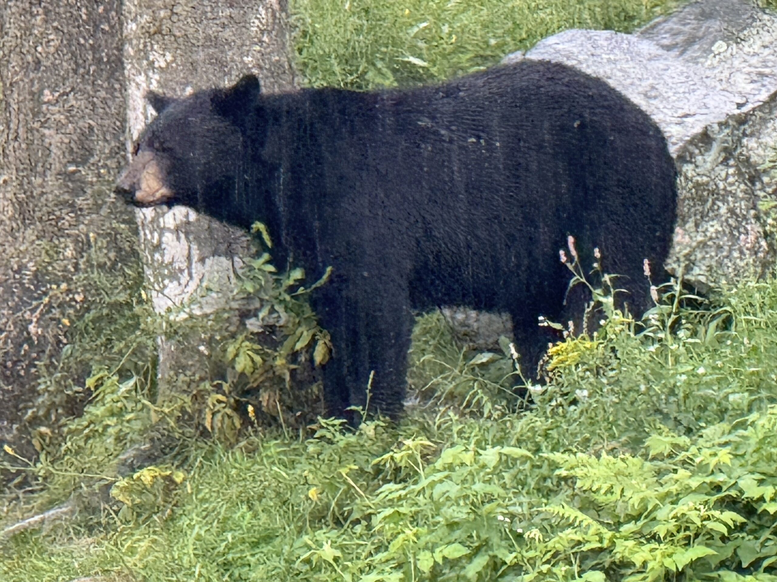 a black bear standing in the grass near a tree, Notre-Dame-de-Bonsecours, Québec, Canada