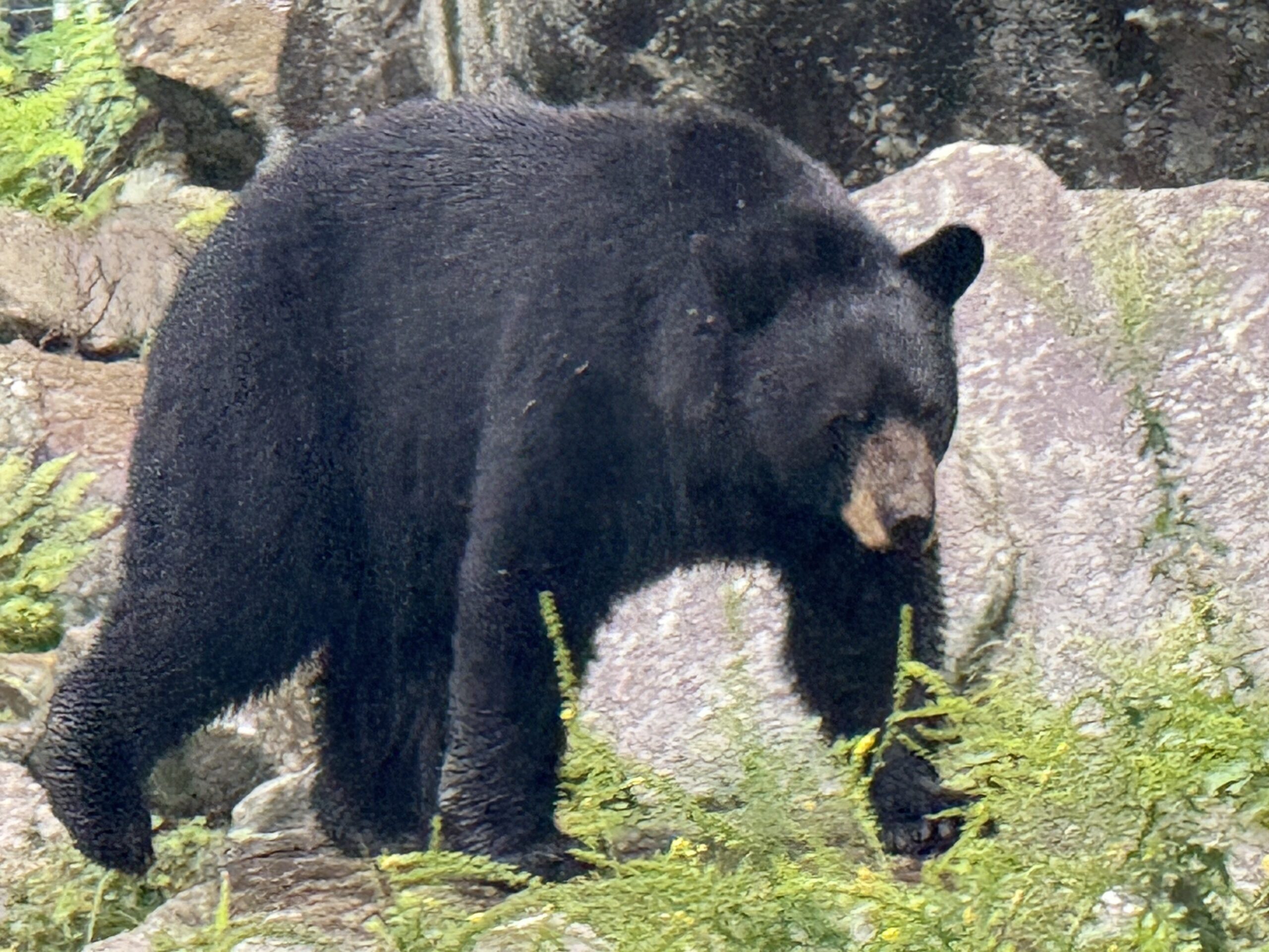 a black bear walking on a rocky hillside, Notre-Dame-de-Bonsecours, Québec, Canada