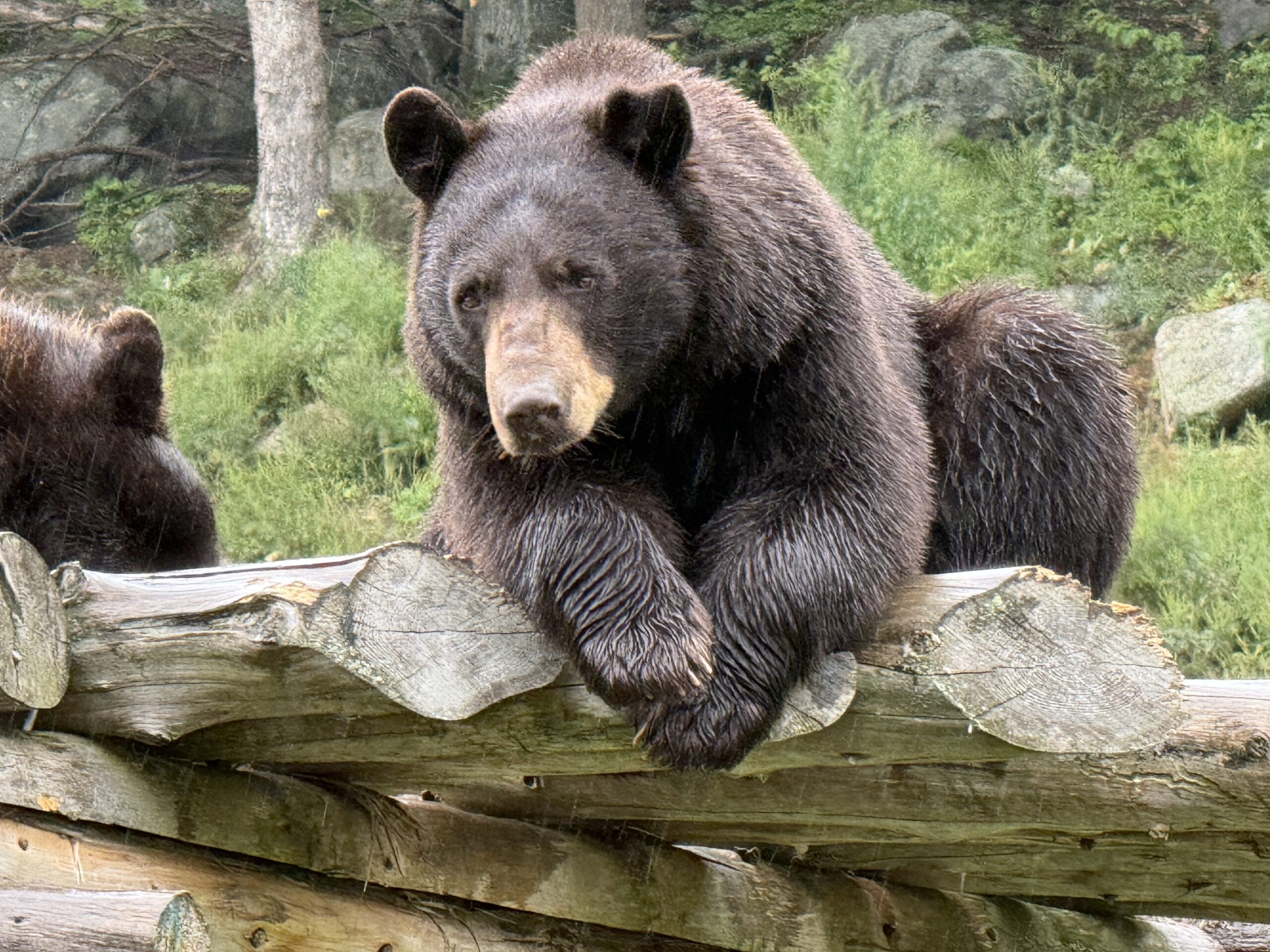 two bears are sitting on a log, Notre-Dame-de-Bonsecours, Québec, Canada