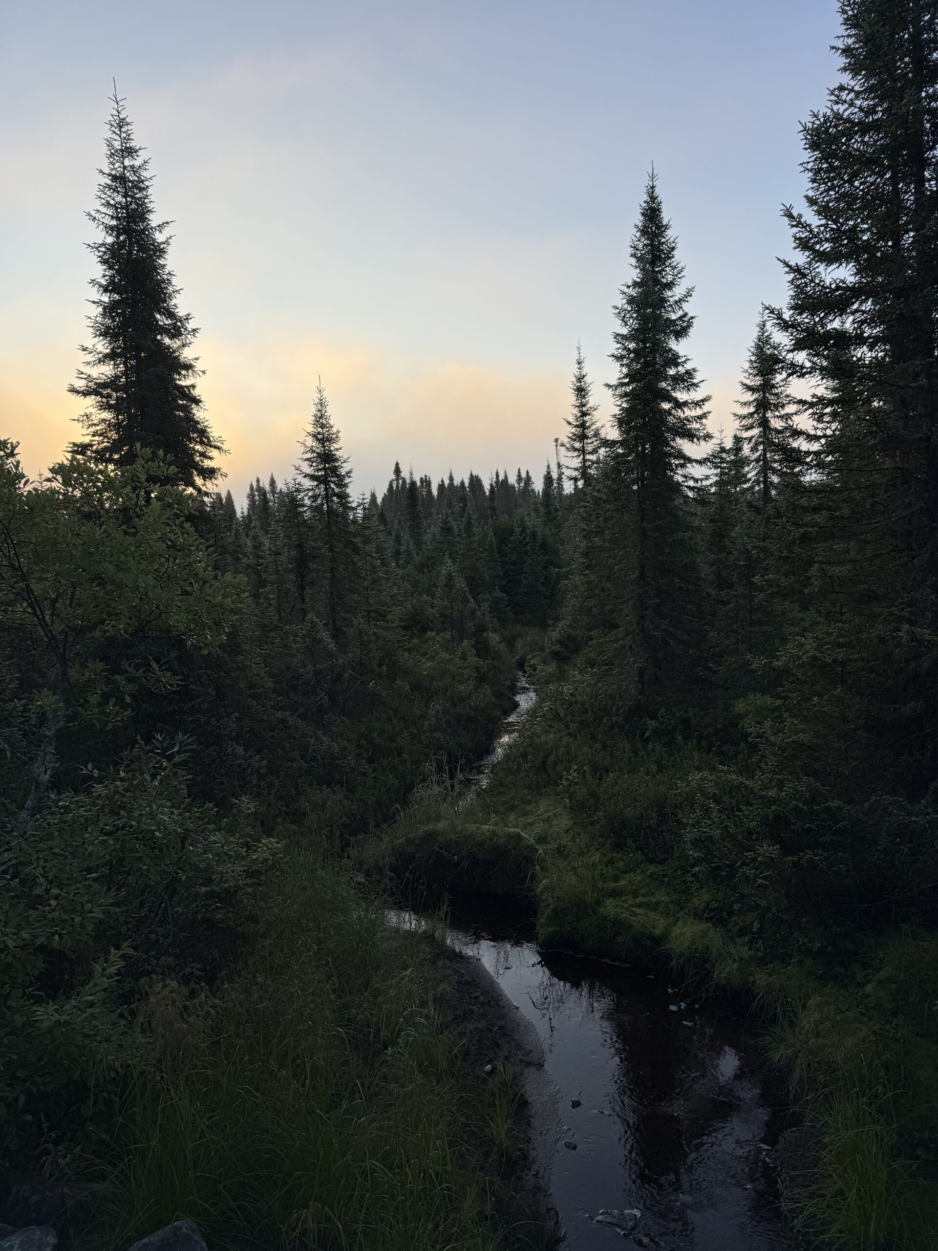 un ruisseau dans les bois avec des arbres et de l'herbe, Lac-Jacques-Cartier, Québec, Canada