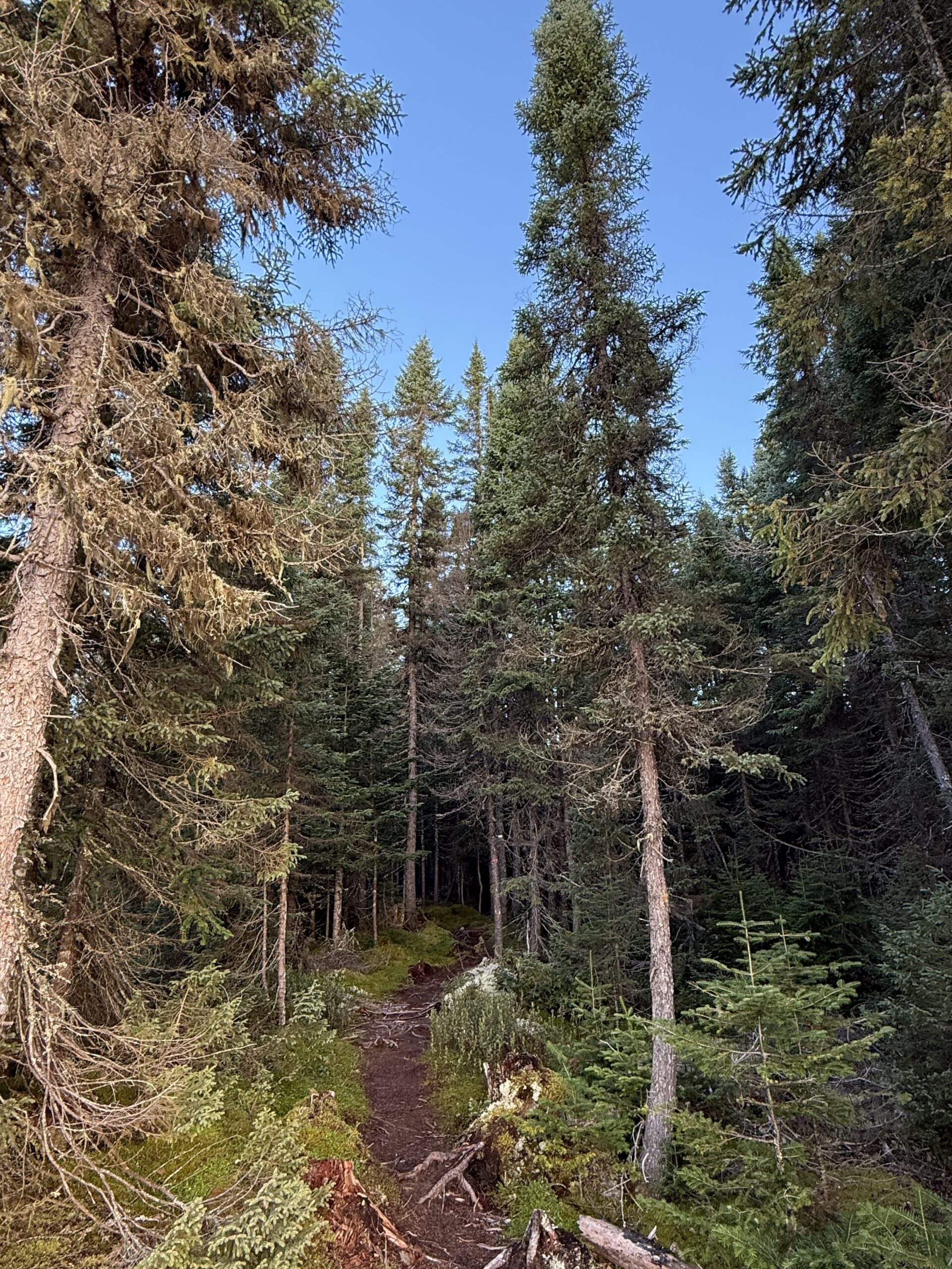 un sentier à travers une forêt avec beaucoup d'arbres, Lac-Jacques-Cartier, Québec, Canada