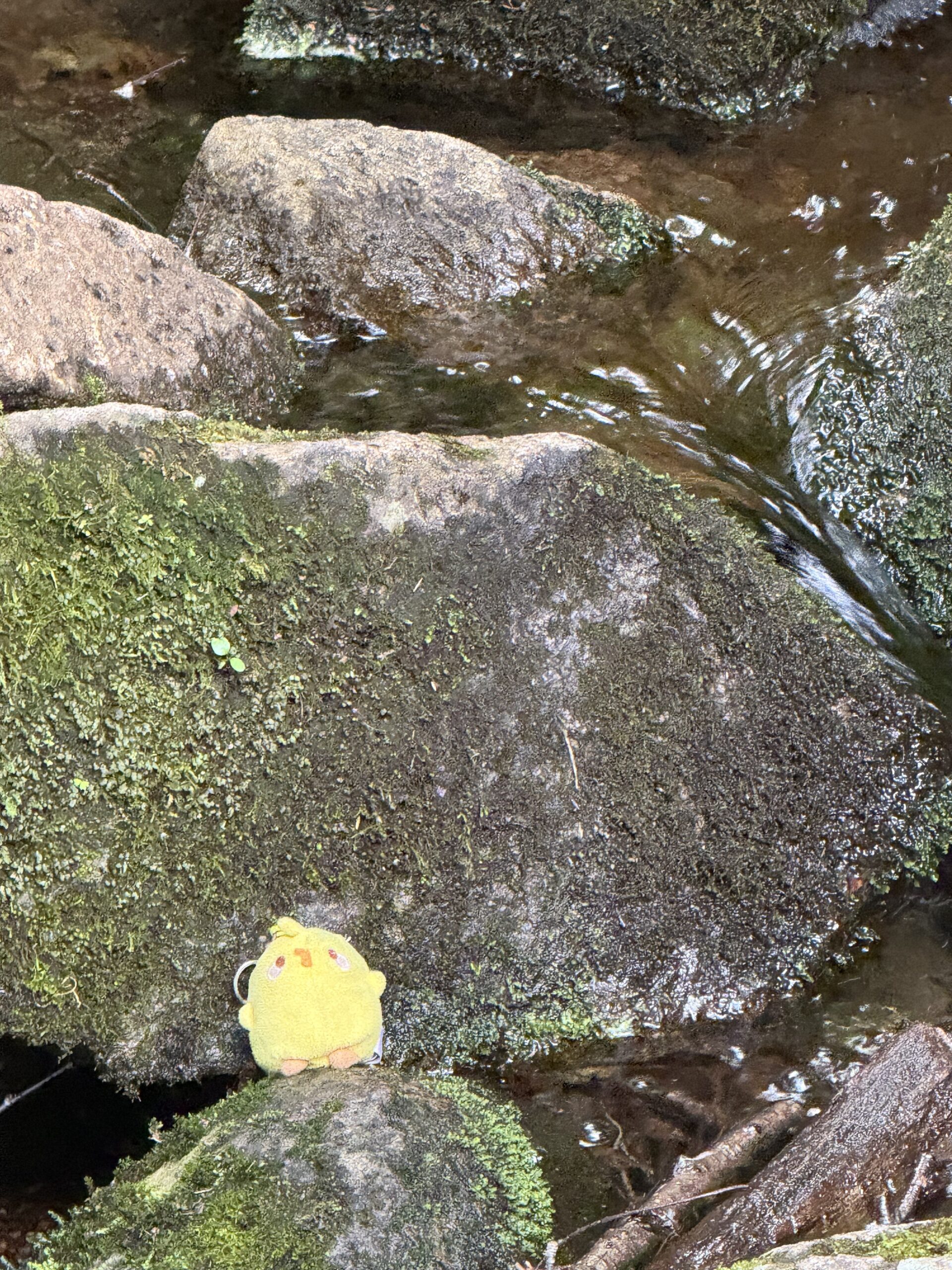Un oiseau jaune perché sur un rocher dans un ruisseau, Rivière-Éternité, Québec, Canada