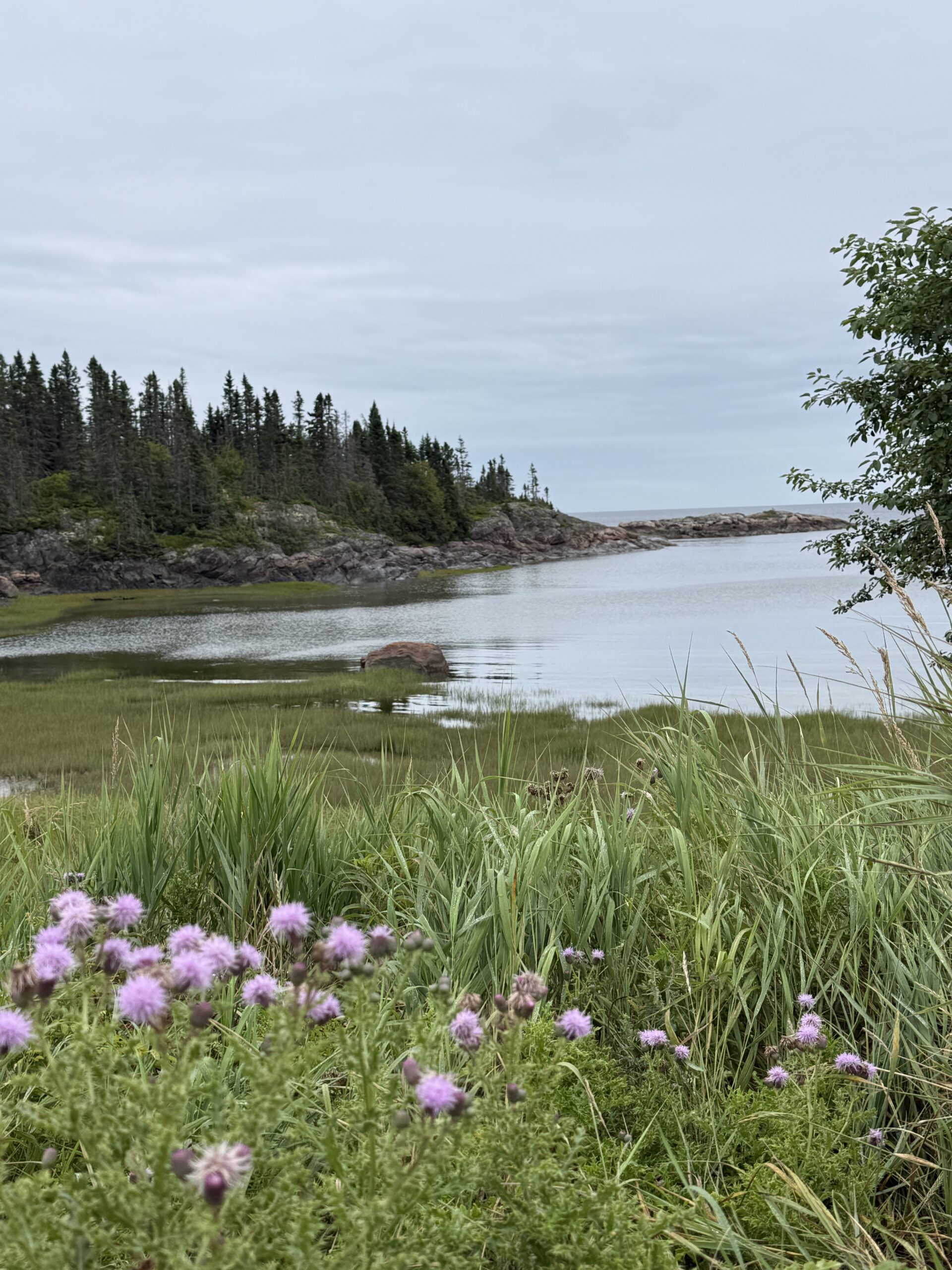 une petite île avec une petite étendue d'eau et quelques arbres, Ragueneau, Québec, Canada