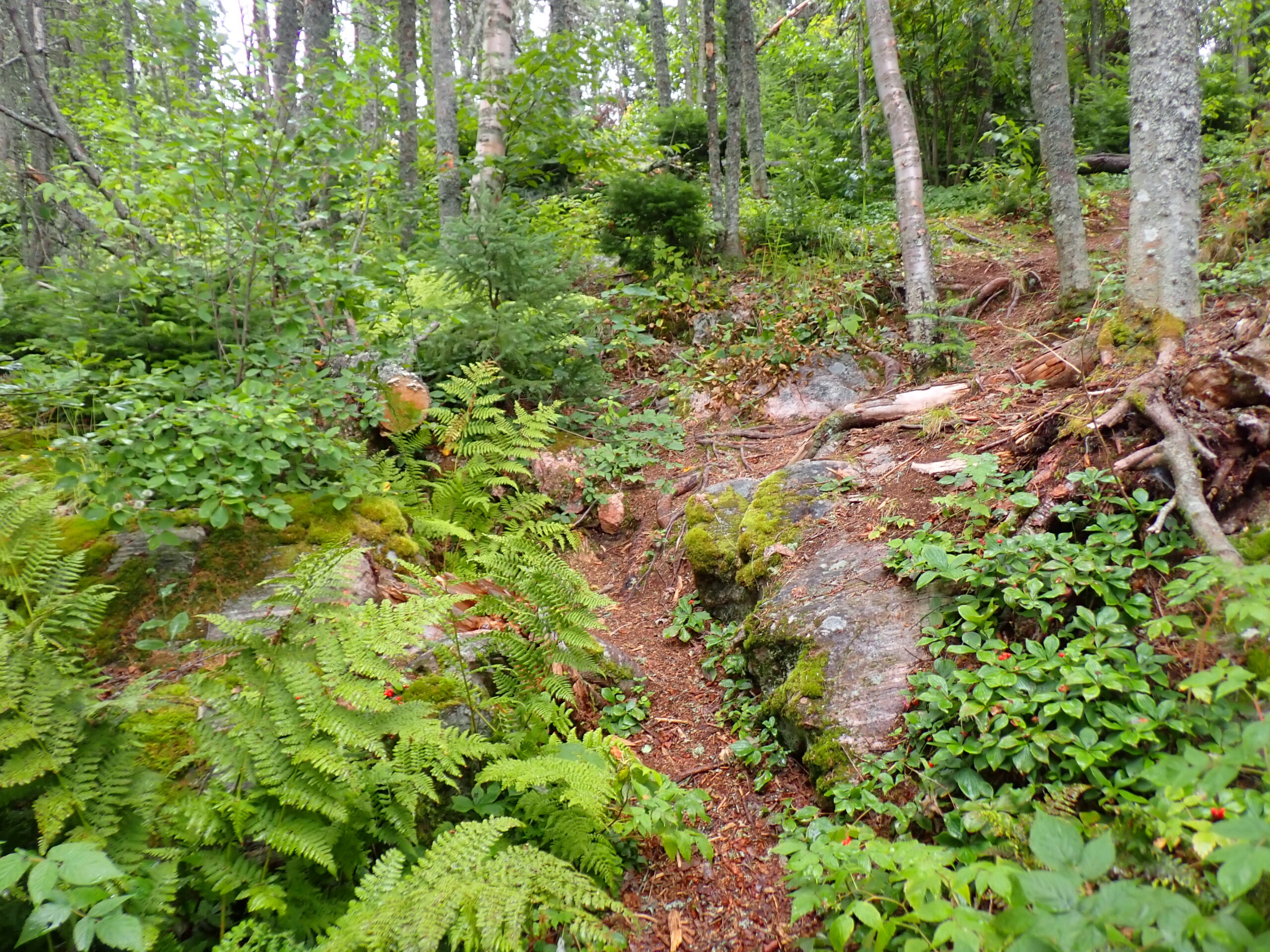 un sentier à travers les bois