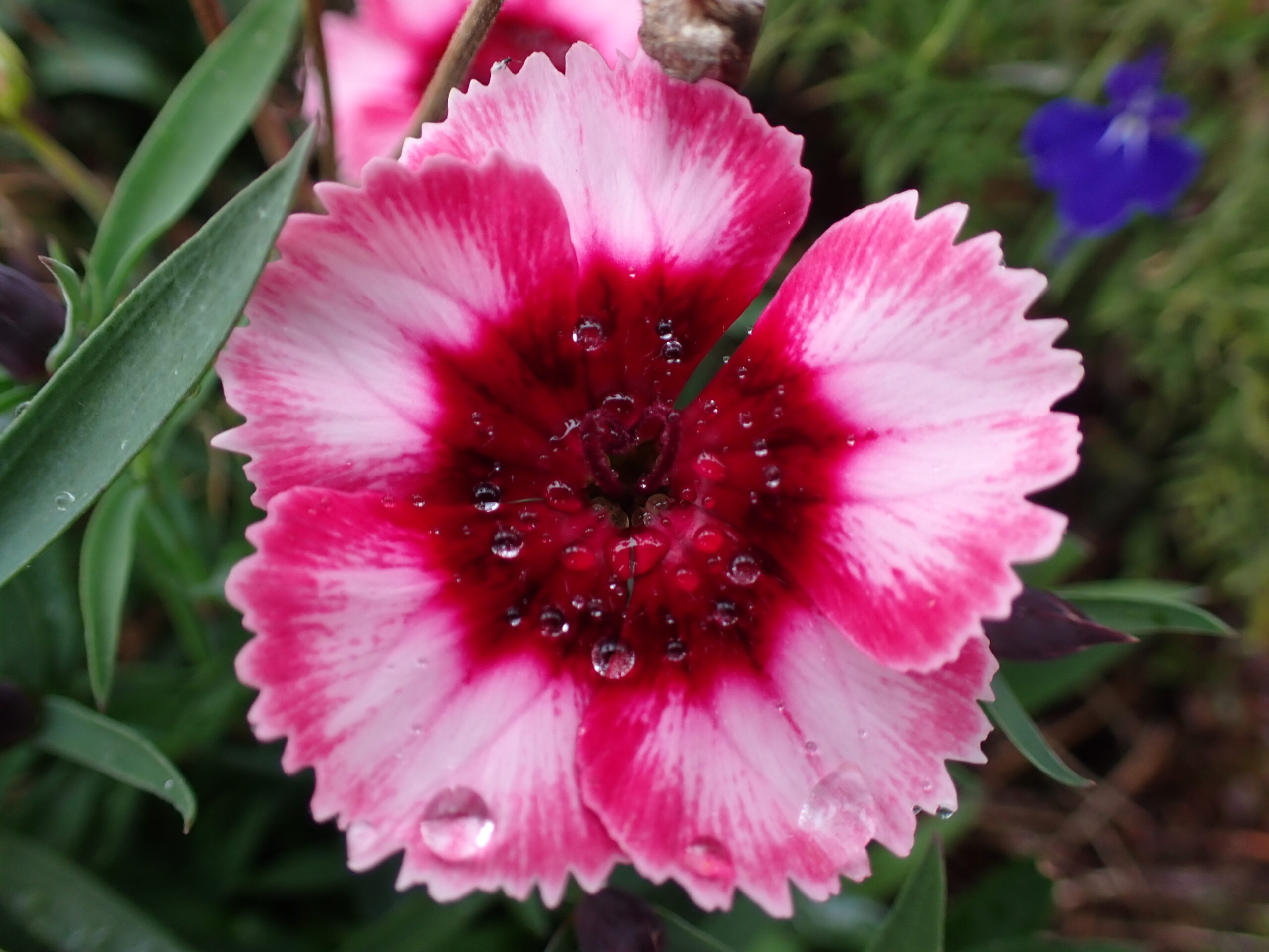 une fleur rose avec des gouttelettes d'eau dessus