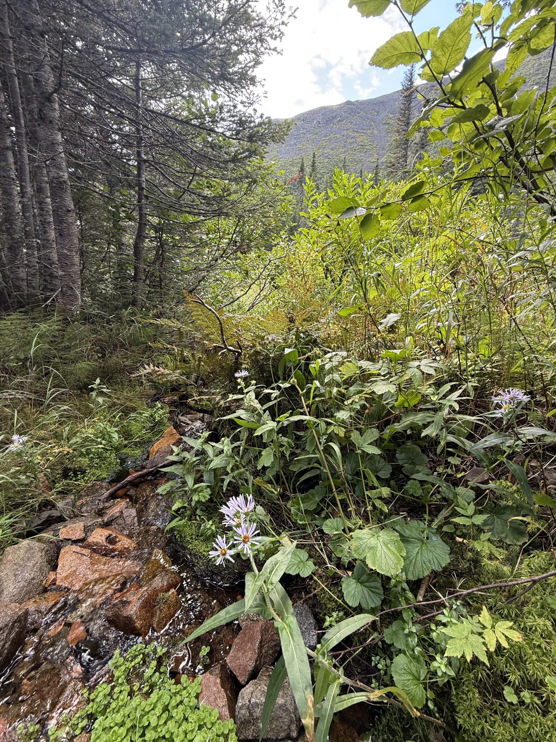 un ruisseau traversant une forêt remplie de plantes, Mont-Albert, Québec, Canada