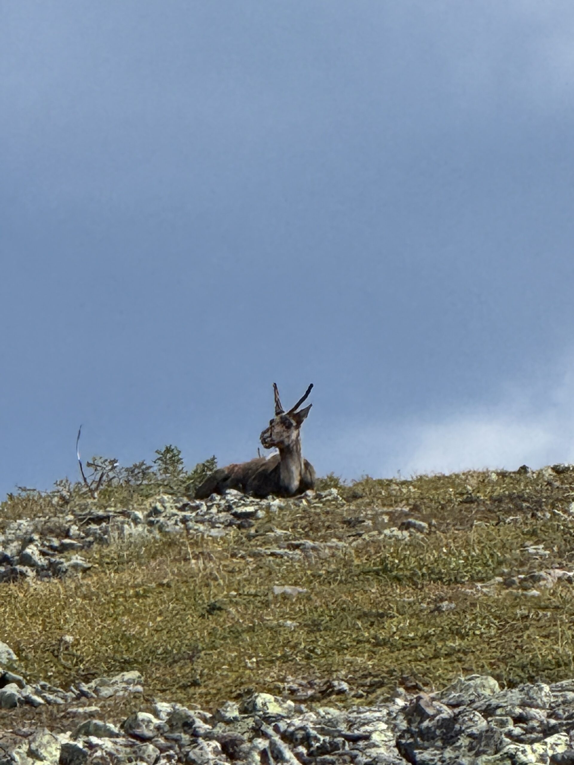 une chèvre assise sur une colline rocheuse, Mont-Albert, Québec, Canada