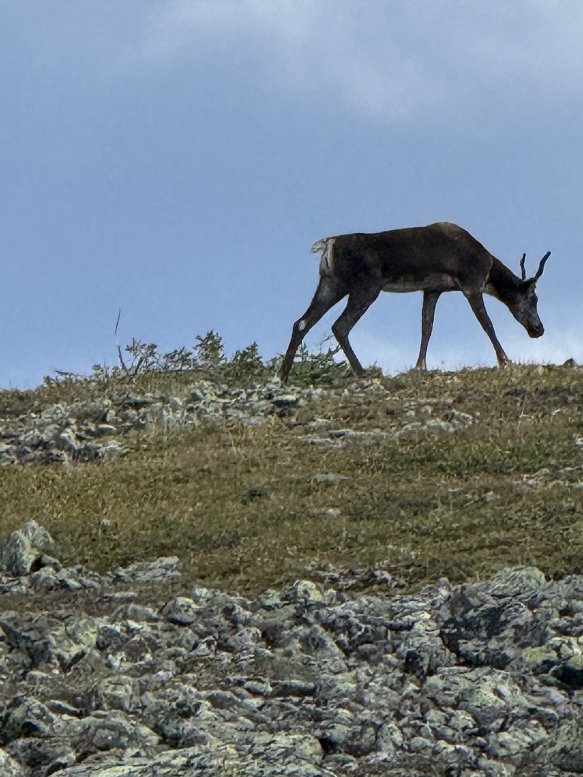 une chèvre marchant sur une colline rocheuse, Mont-Albert, Québec, Canada