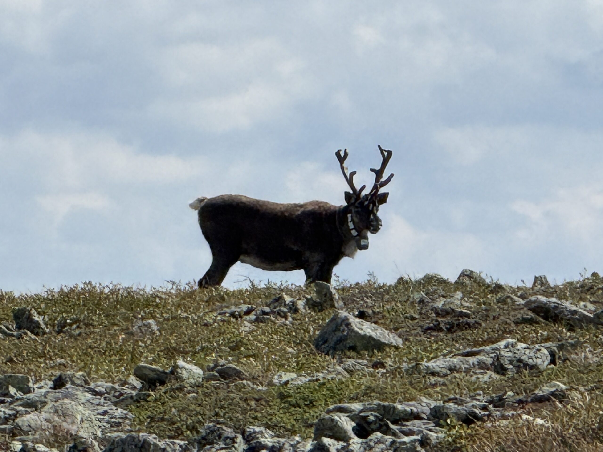 une chèvre debout sur une colline rocheuse, Mont-Albert, Québec, Canada