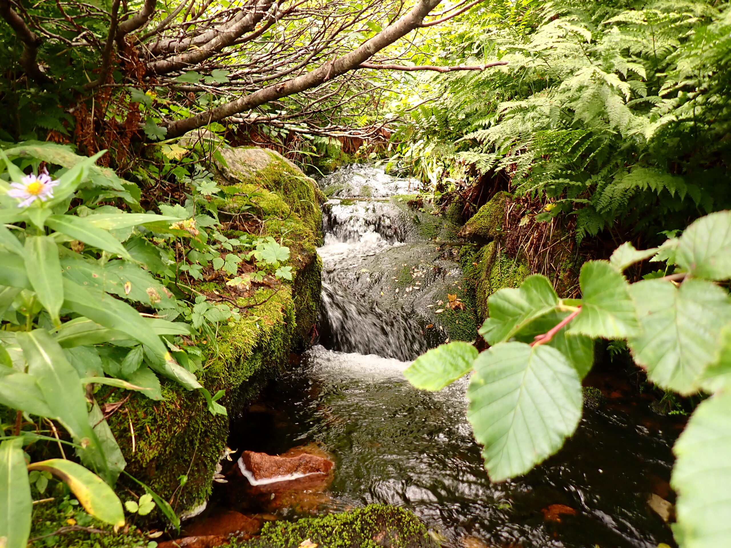un ruisseau dans les bois
