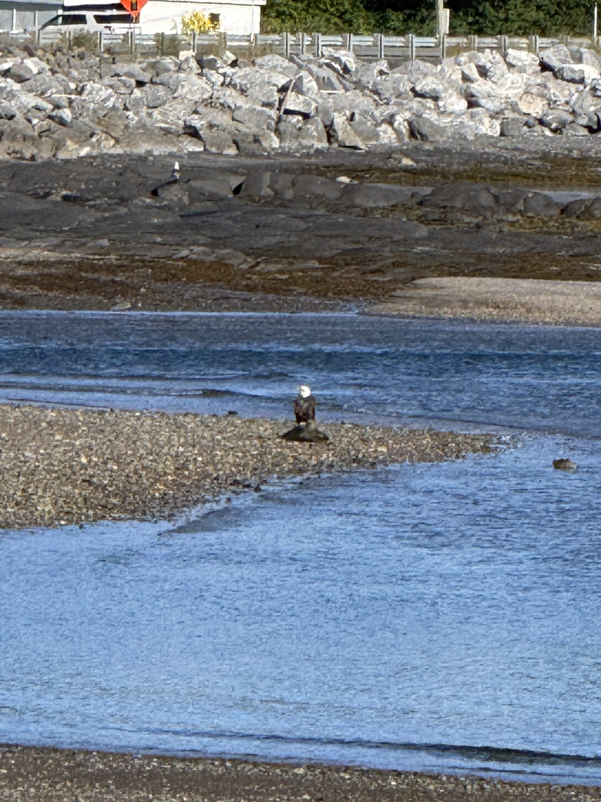 a bird is standing in the water near a beach, Saint-Maxime-du-Mont-Louis, Québec, Canada