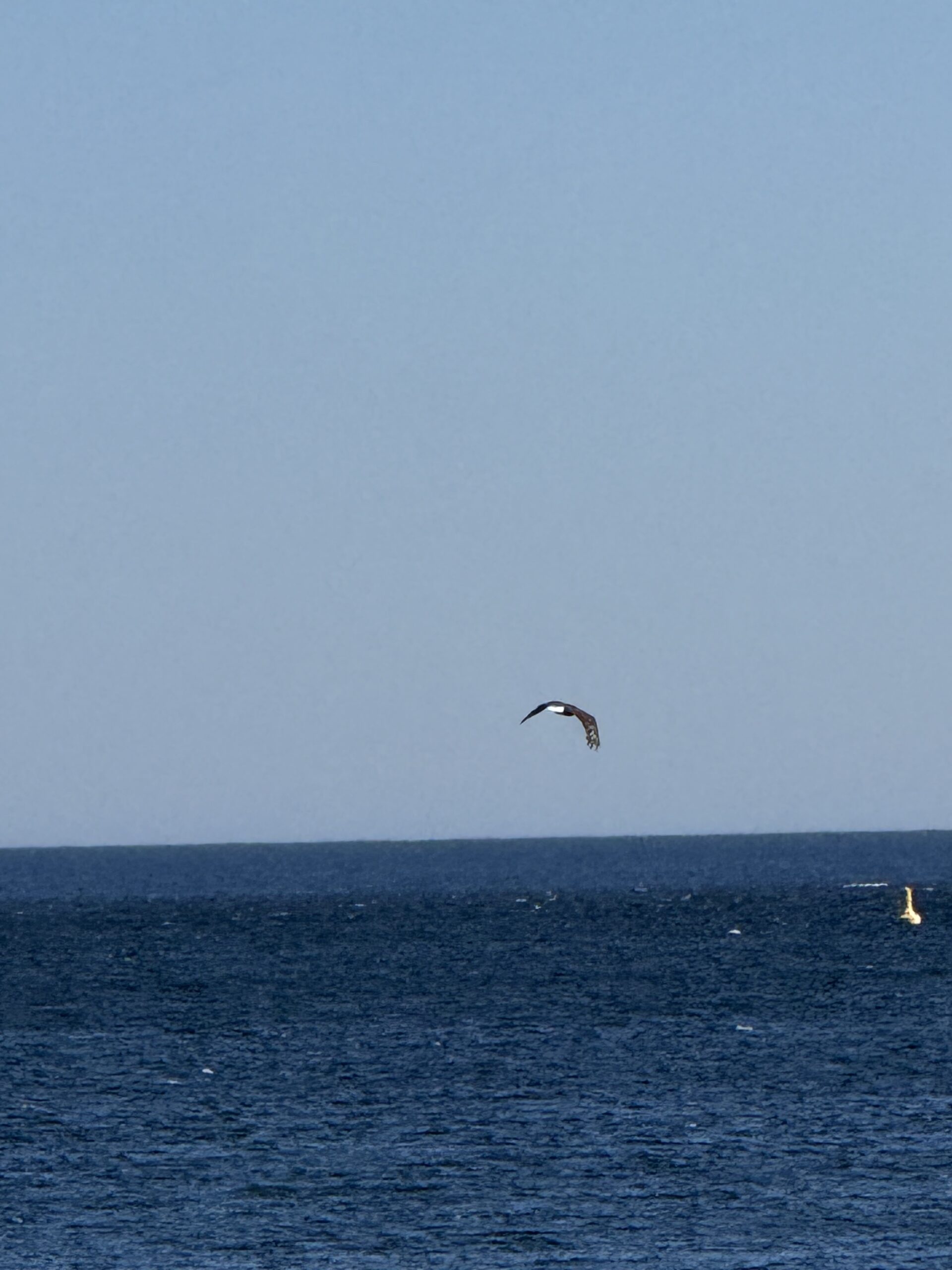 a bird flying over the ocean with a boat in the background, Saint-Maxime-du-Mont-Louis, Québec, Canada