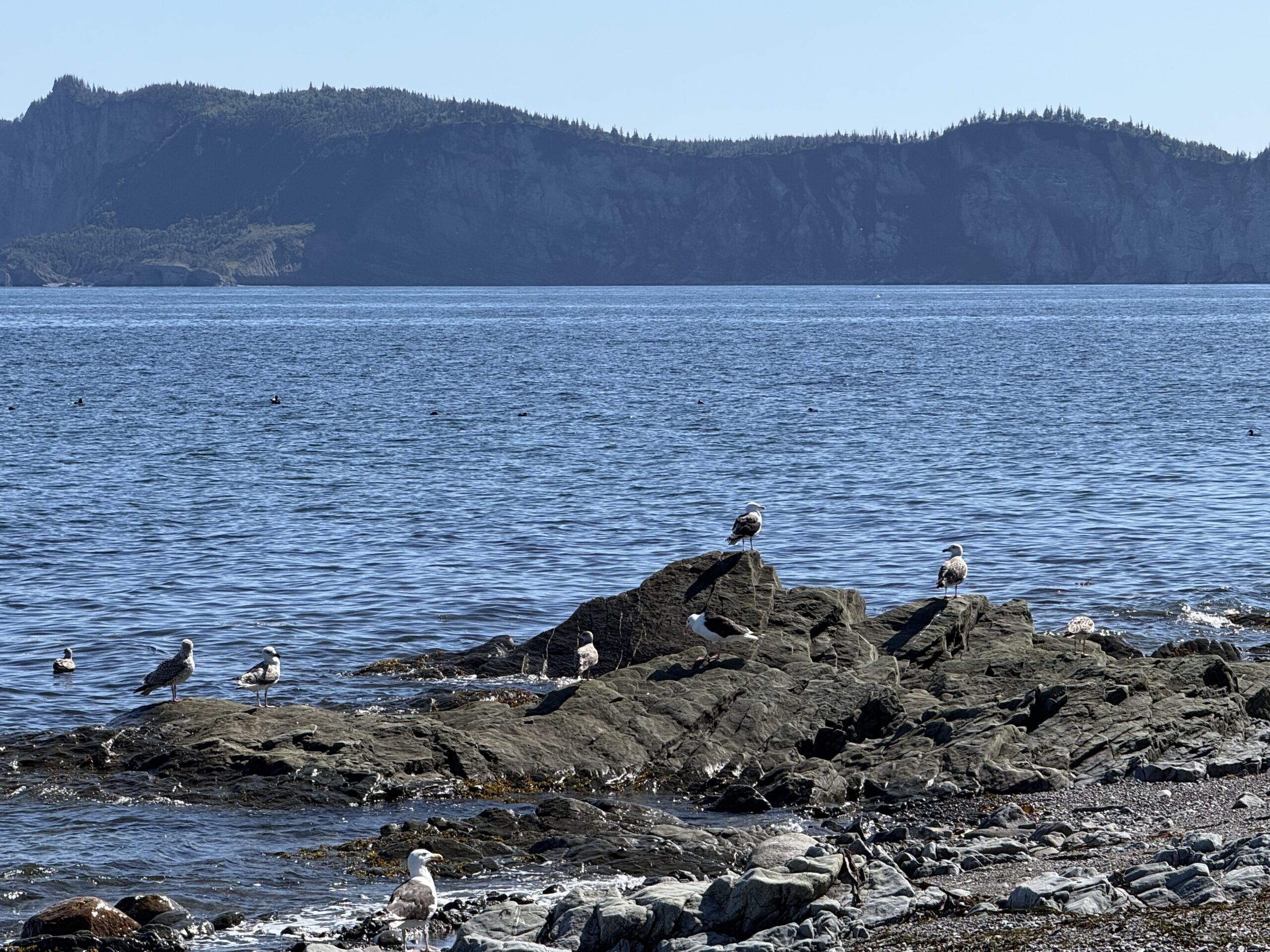 a group of birds sitting on a rocky shore, Gaspé, Québec, Canada