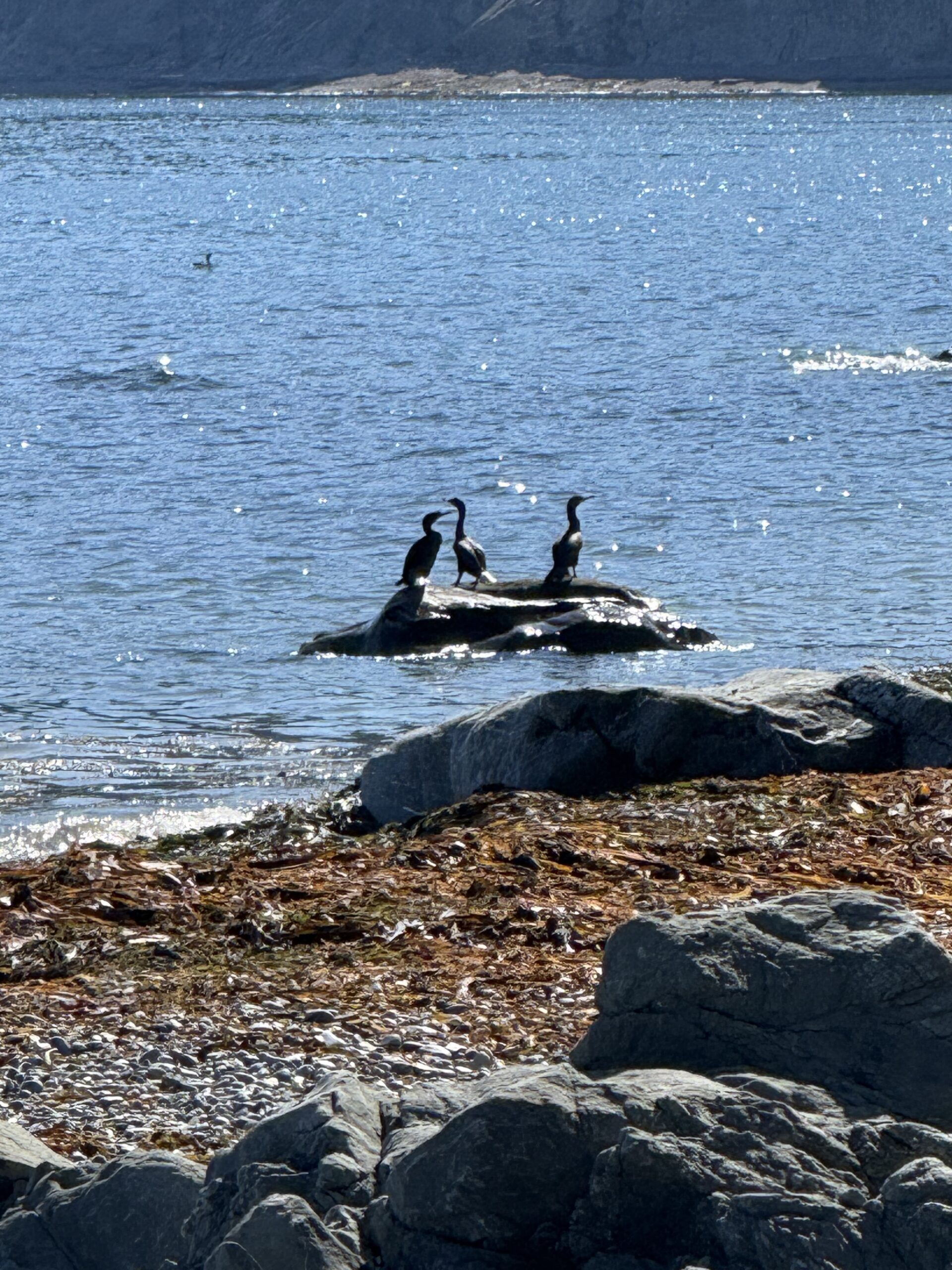 a couple of birds sitting on a rock in the water, Gaspé, Québec, Canada