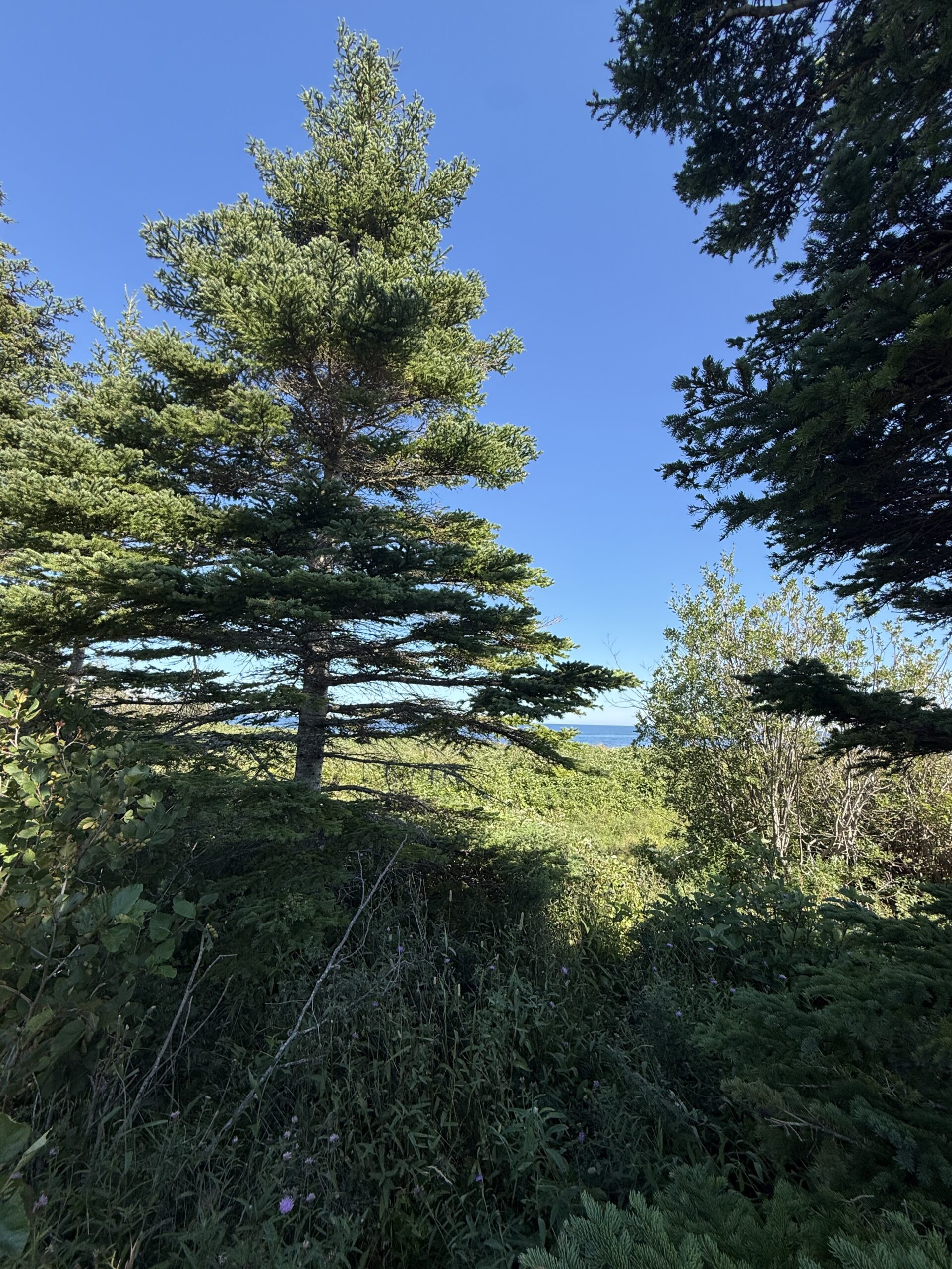 a large tree in the middle of a forest, Gaspé, Québec, Canada