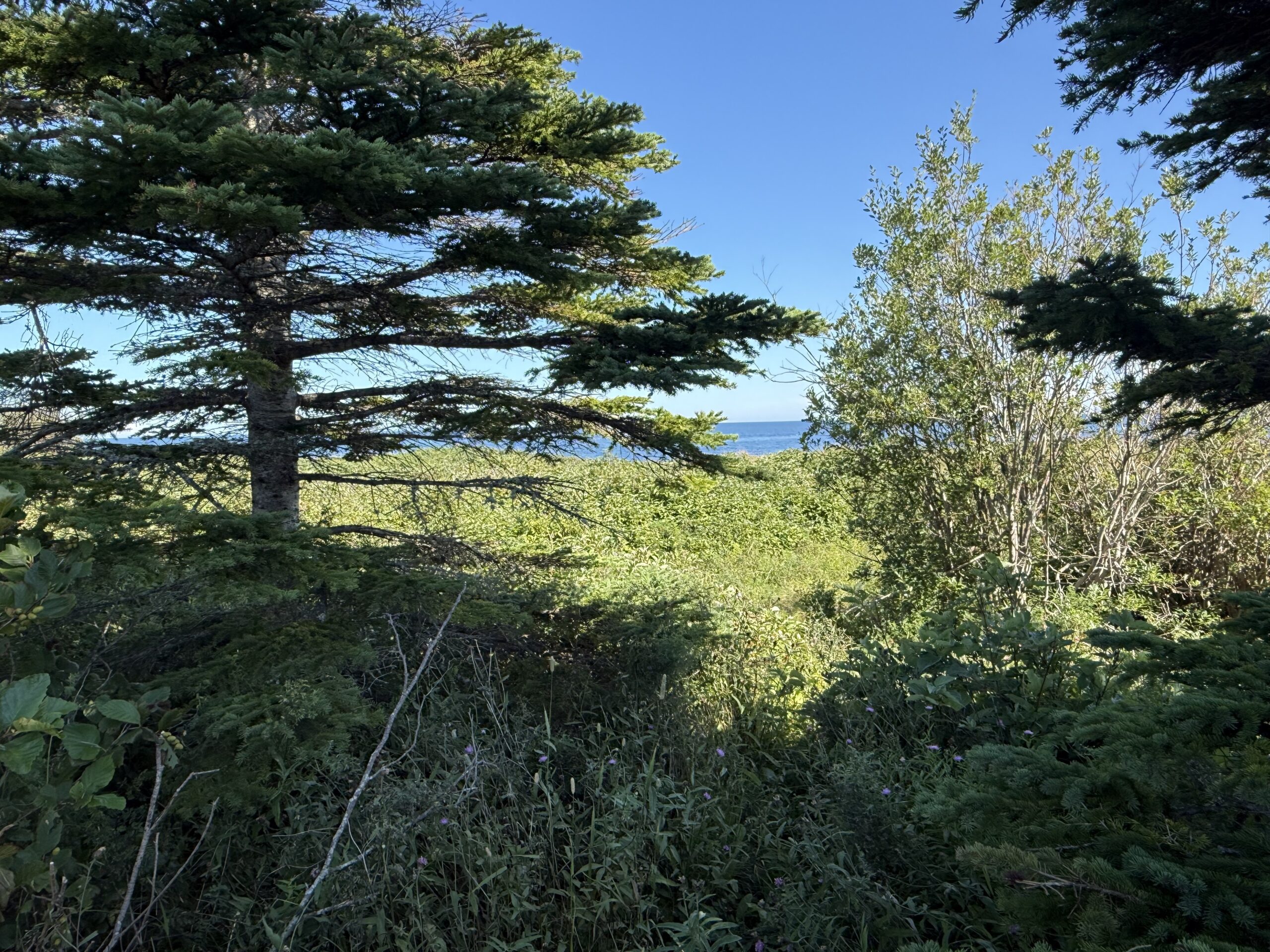a view of a forest with a bench and a bench, Gaspé, Québec, Canada