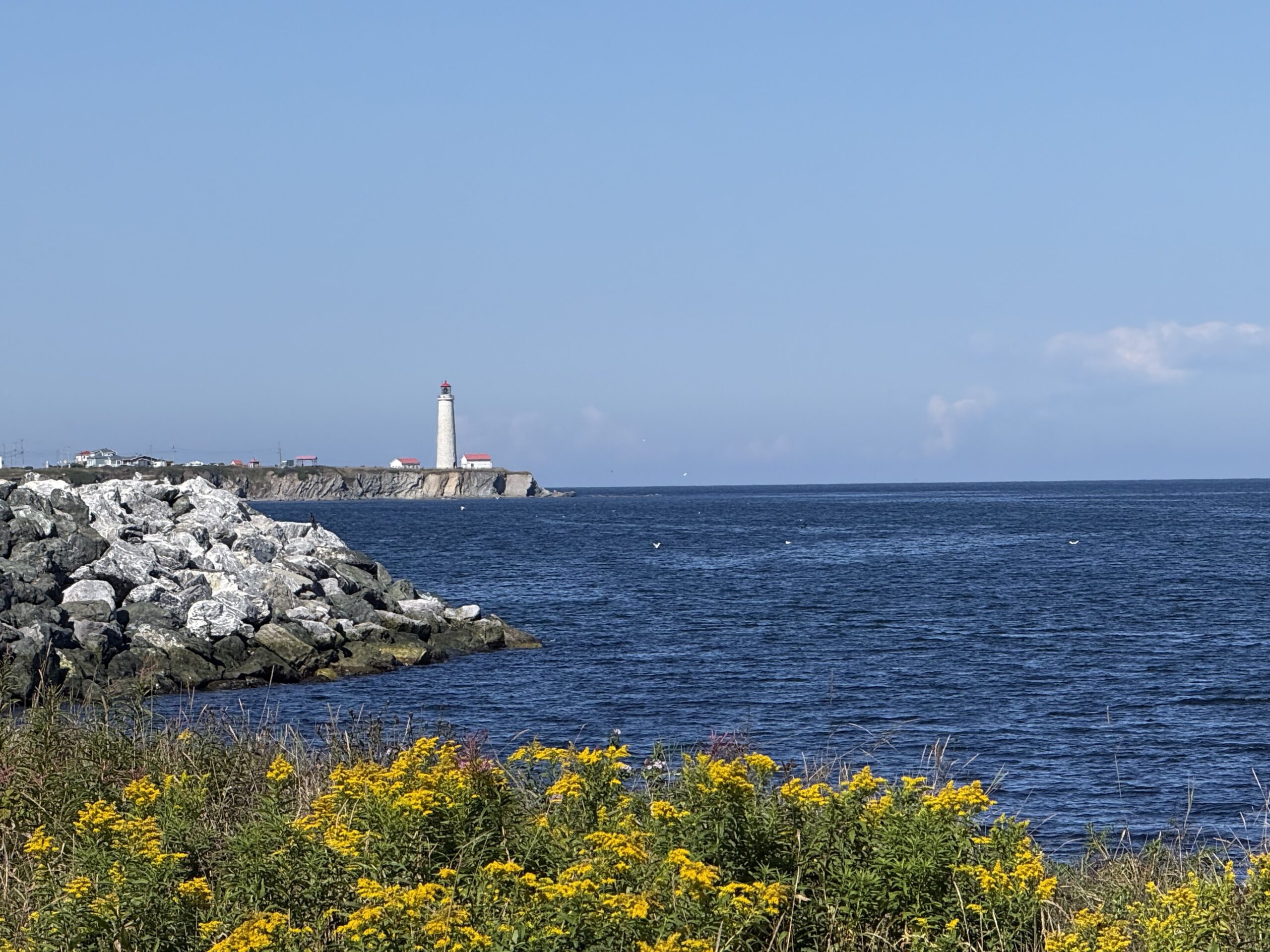a lighthouse on a rocky shore with yellow flowers, Gaspé, Québec, Canada