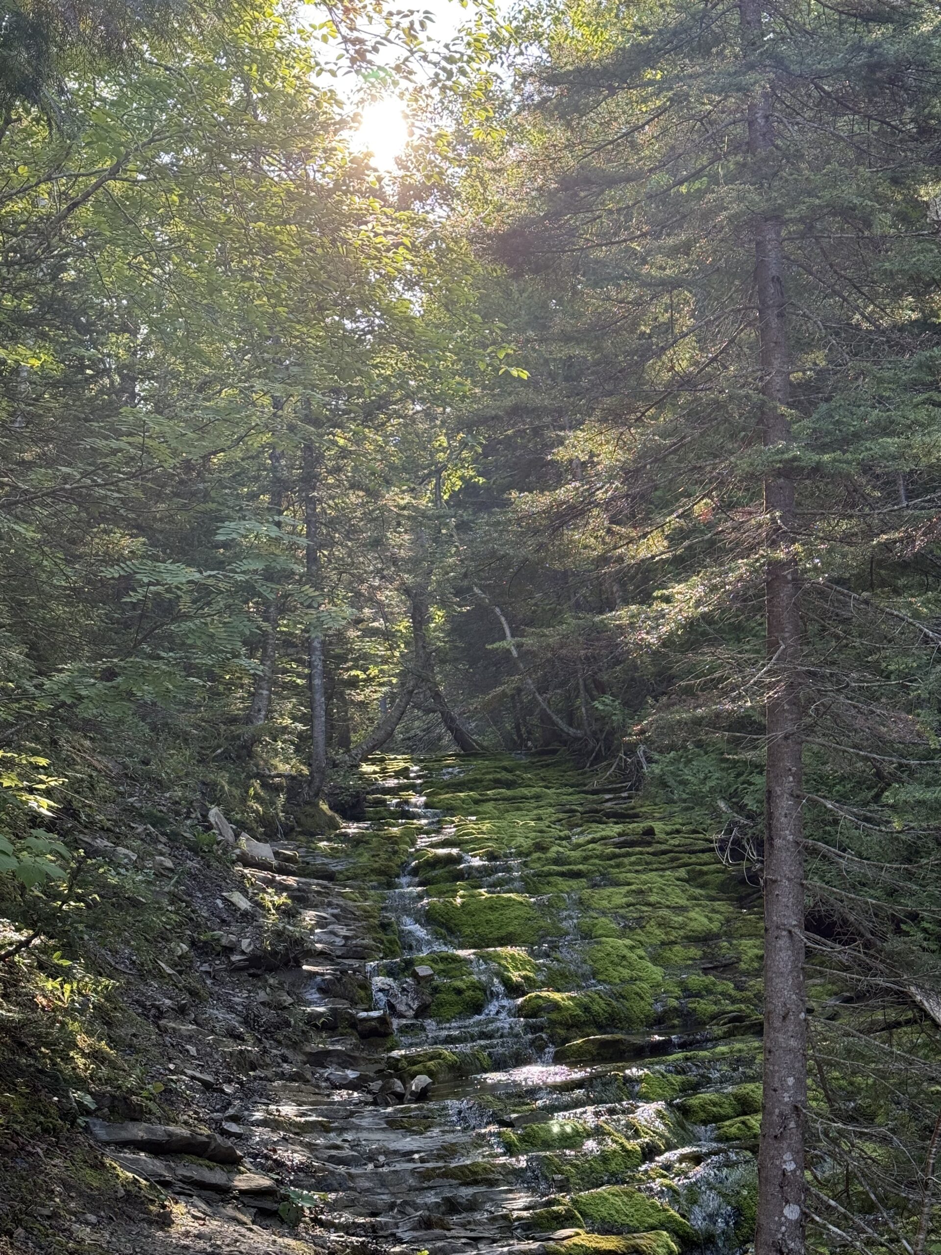 a stream in the woods with rocks and trees, Gaspé, Québec, Canada