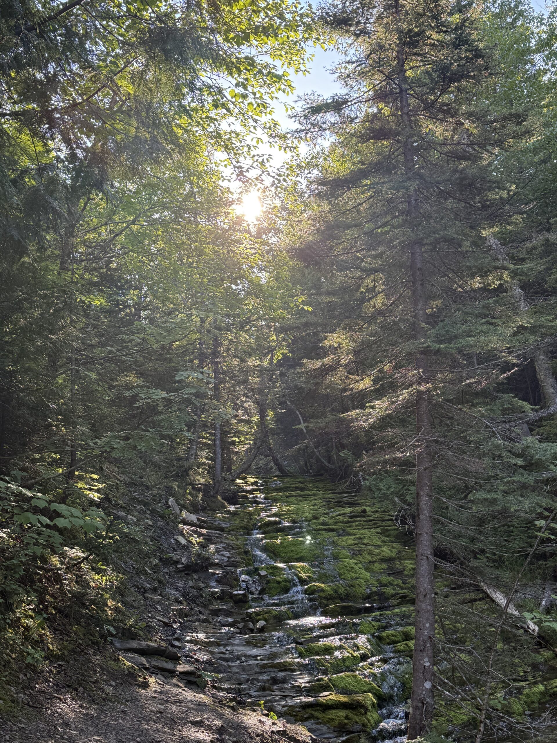 a rocky trail in the woods with a stream running through it, Gaspé, Québec, Canada