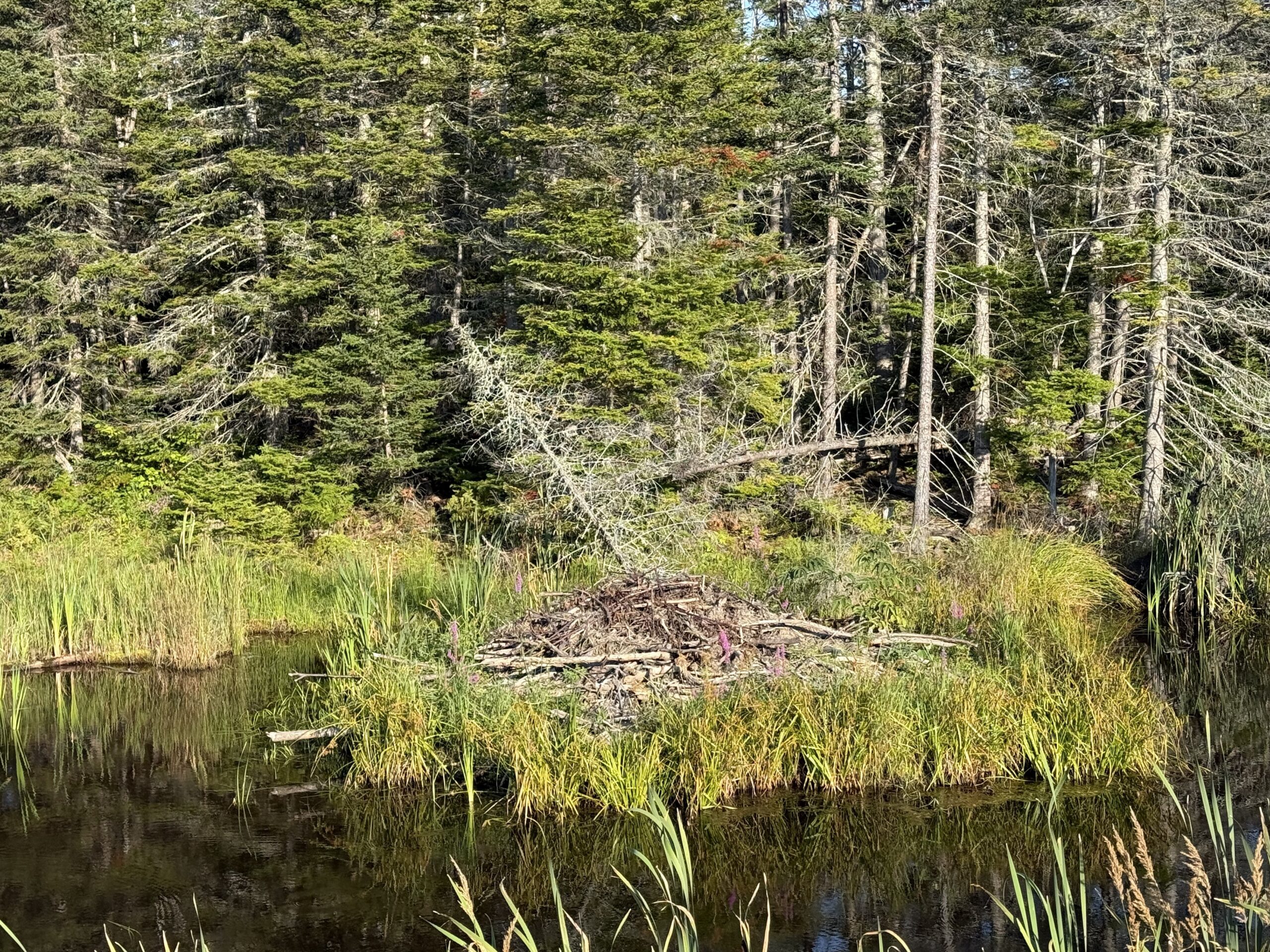 a small pond surrounded by tall trees, Gaspé, Québec, Canada
