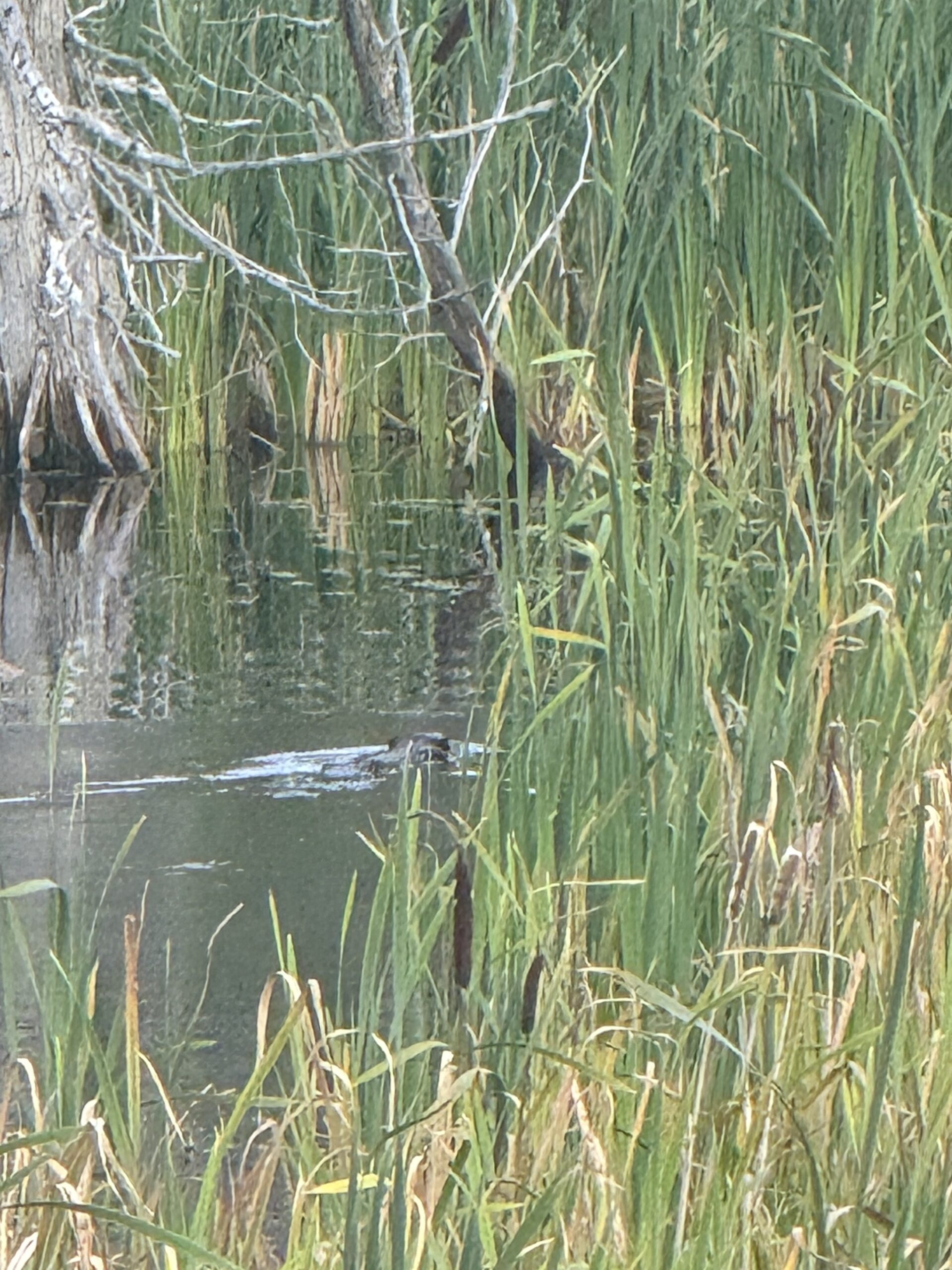 a bird is swimming in a pond, Gaspé, Québec, Canada