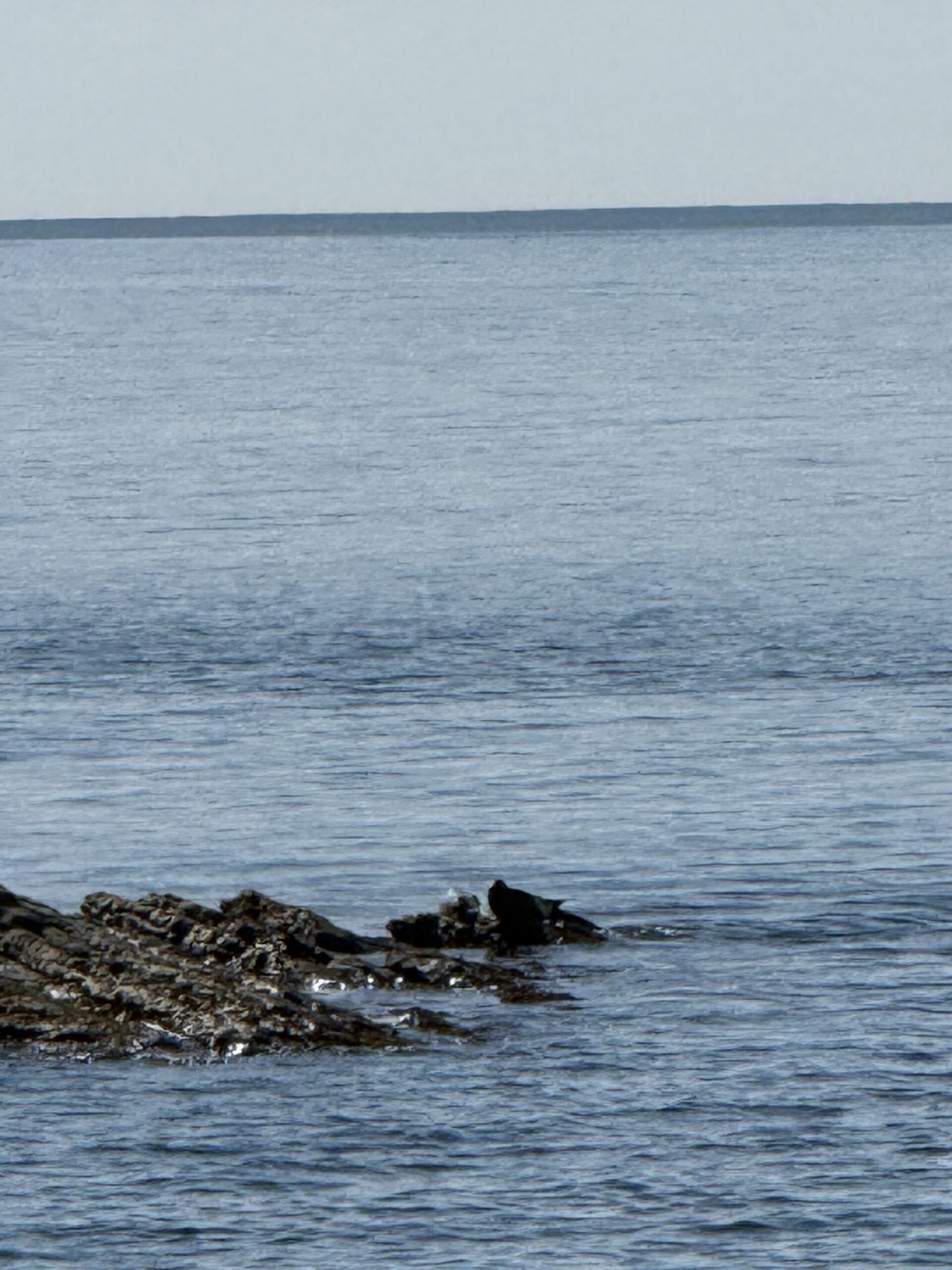 un oiseau posé sur un rocher dans l'eau, Gaspé, Québec, Canada
