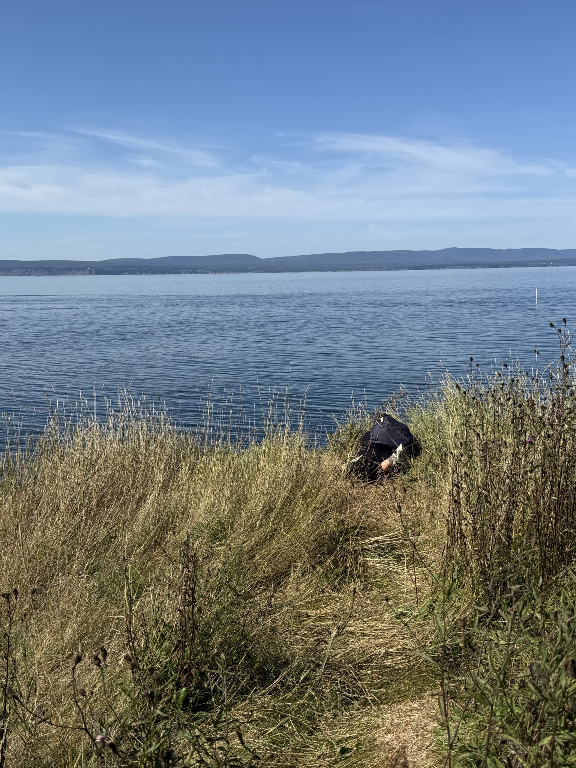un oiseau perché au bord d'une colline herbeuse, Gaspé, Québec, Canada