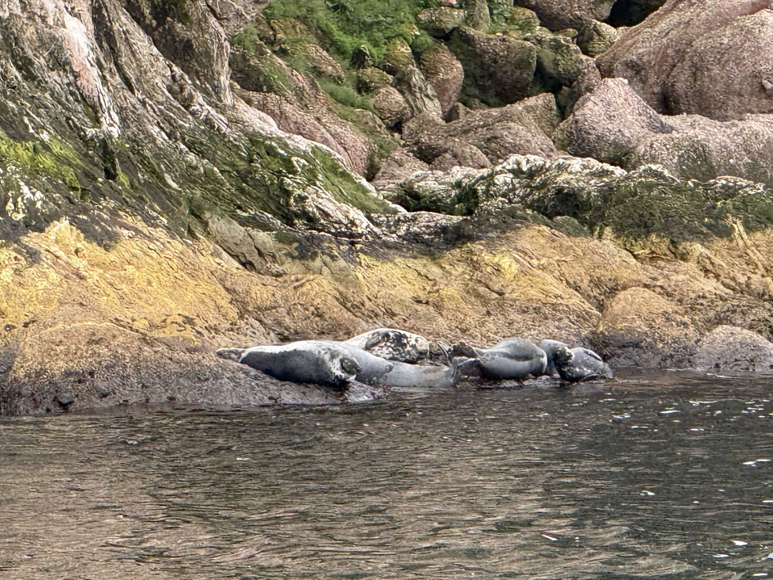 a group of seals swimming in a body of water, Québec, Canada