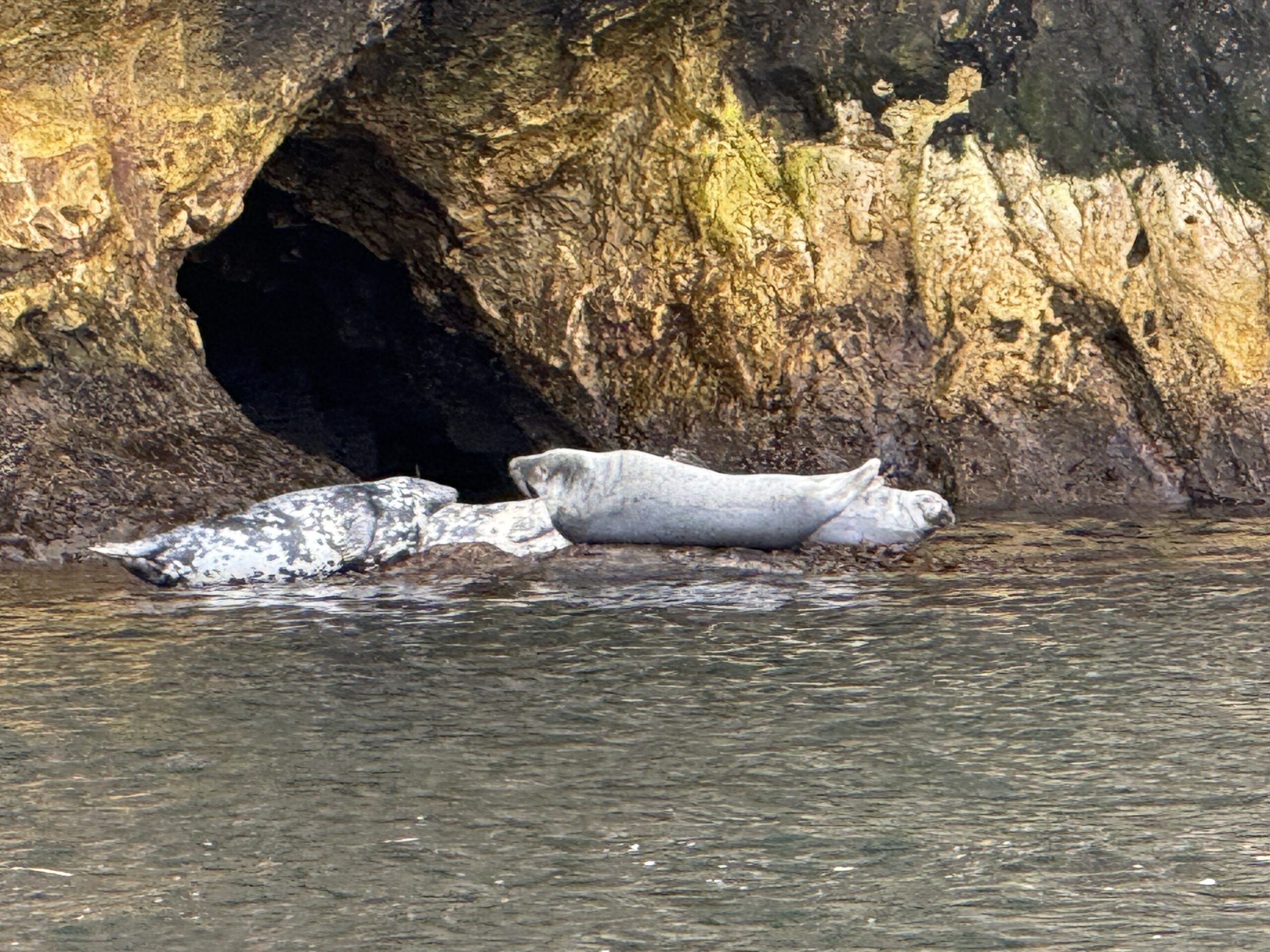 a seal is swimming in the water near a rock, Québec, Canada